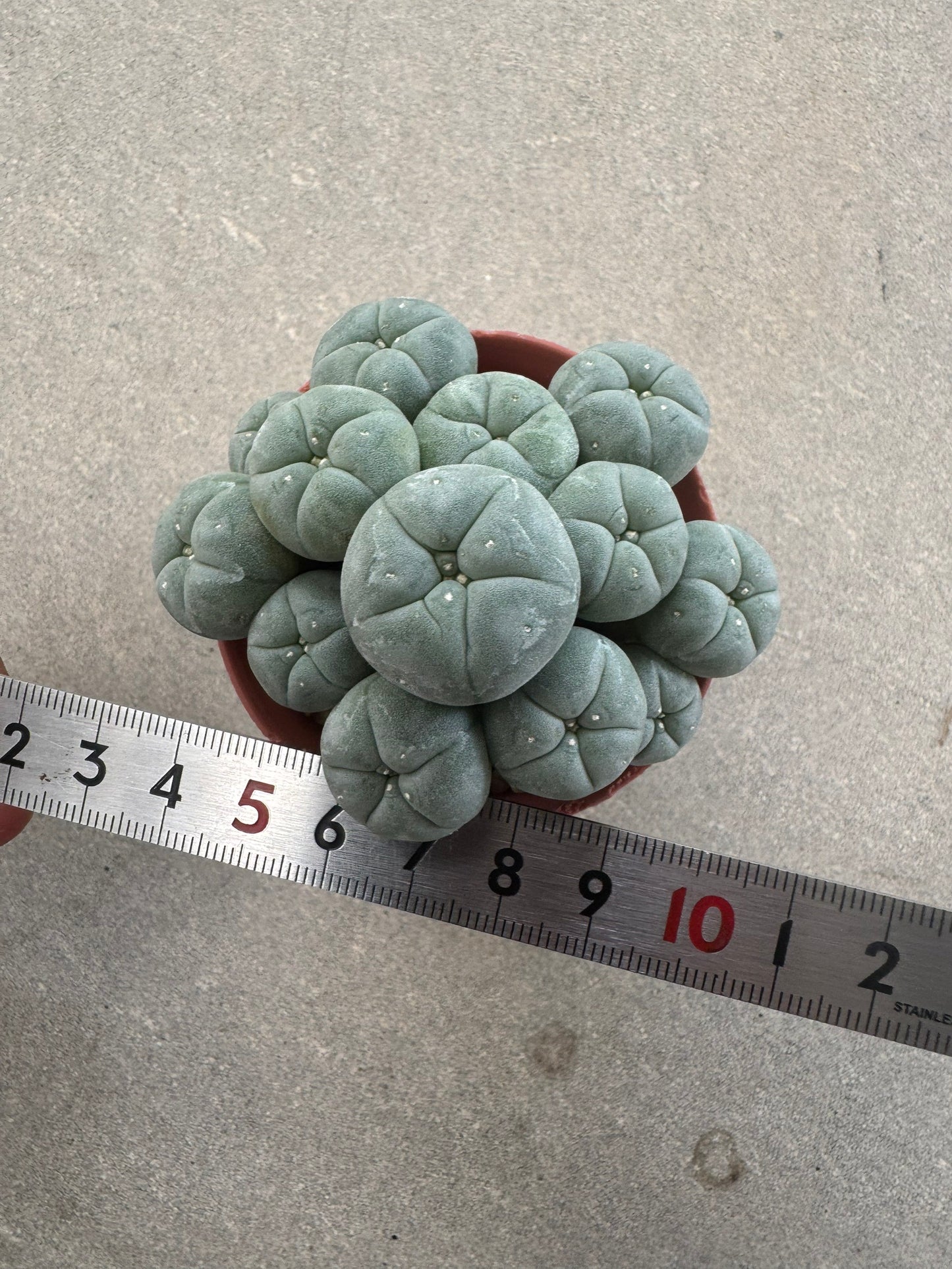 Aesthetic Lophophora williamsii f. caespitosa (Seed-Grown) – Perfect Form