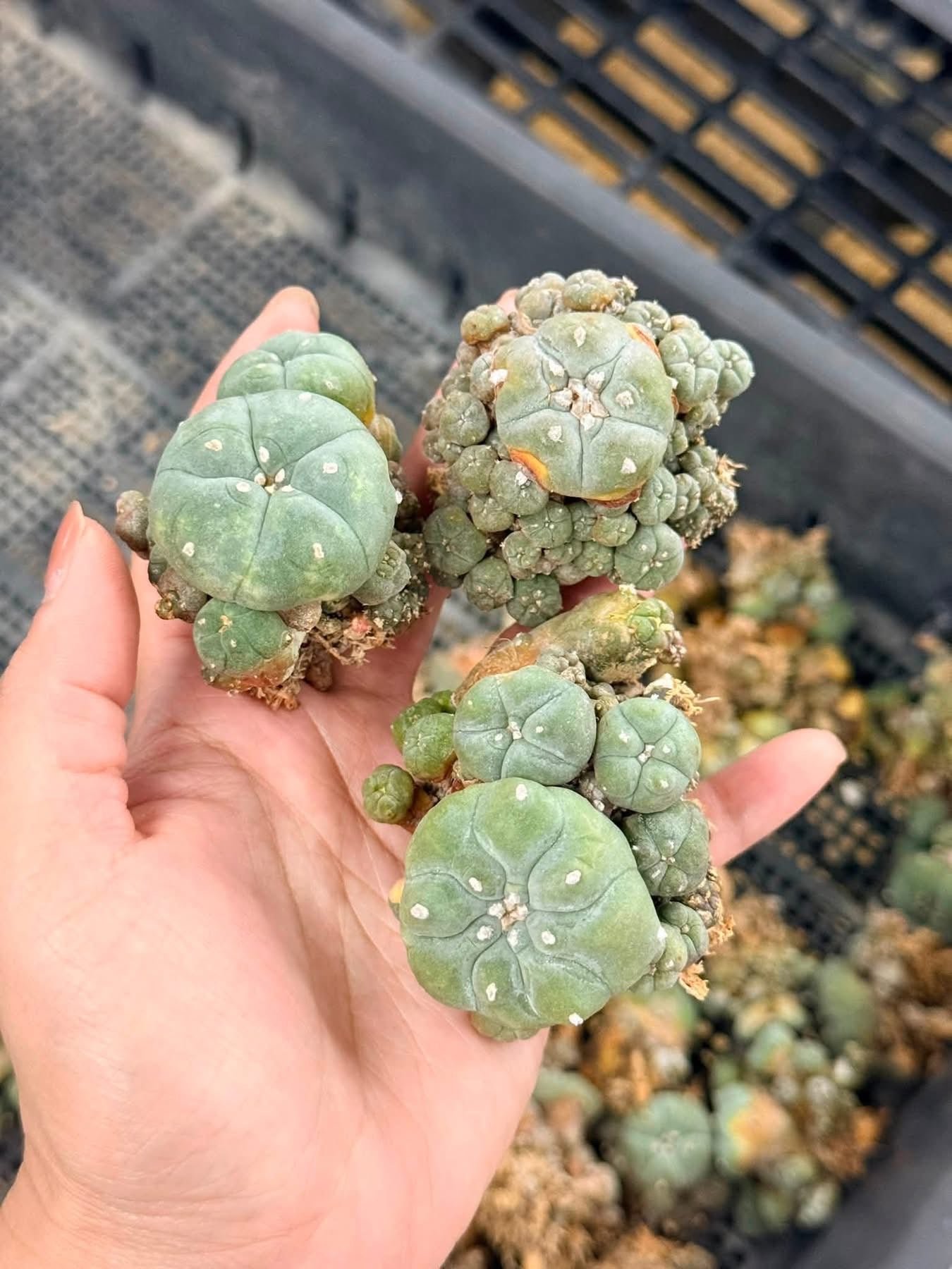 50 Lophophora williamsii (15 Variegated & 35 Normal) – Peyote Cactus (Seed Grown, 3-3.5 cm, Own Root) 12 years old