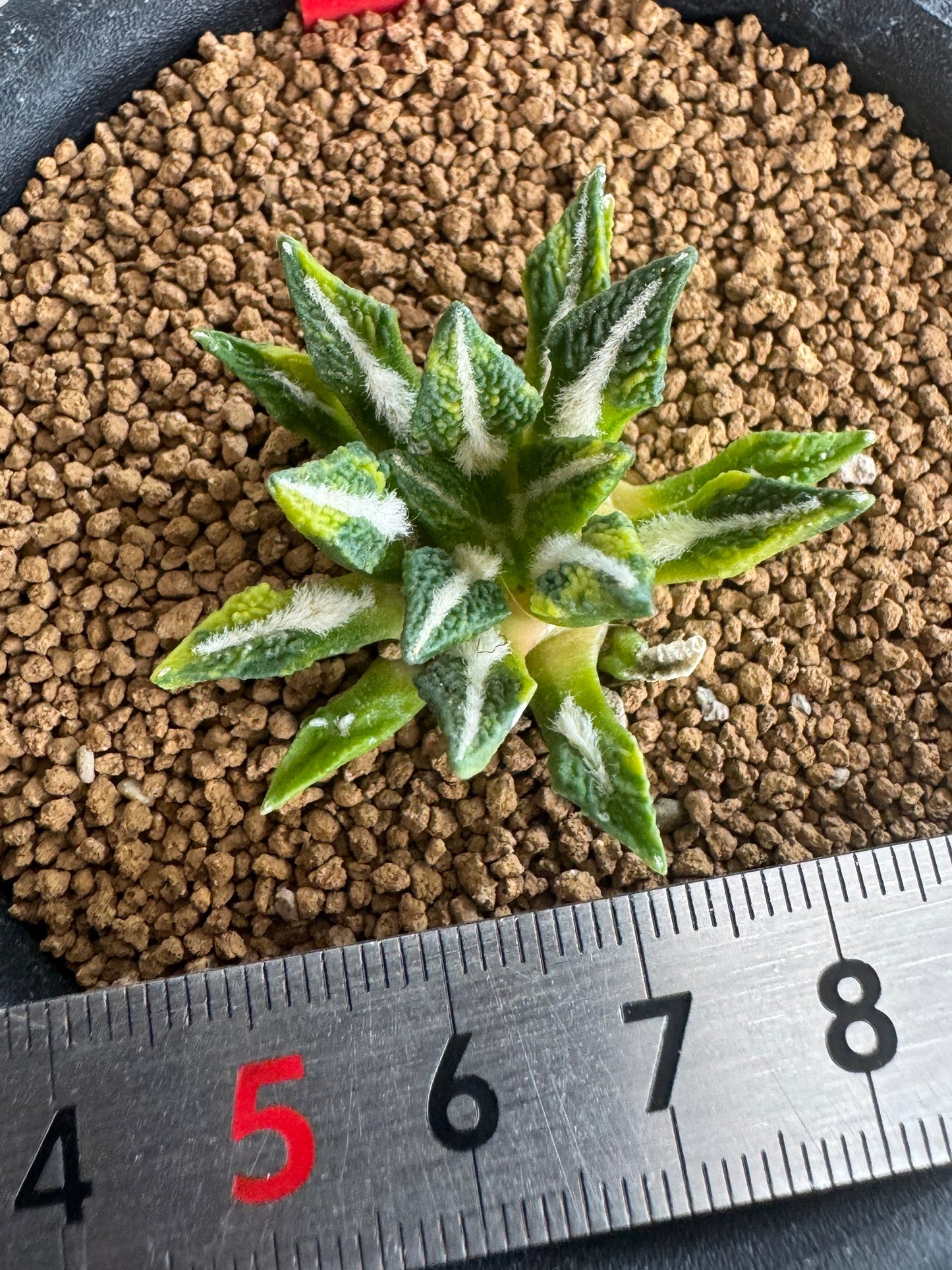 Ariocarpus kotschoubeyanus Variegated | Exquisite Star-Shaped Living Rock
