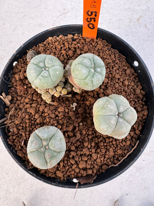 Lophophora williamsii – Peyote Cactus (6–7 cm, Own Root)