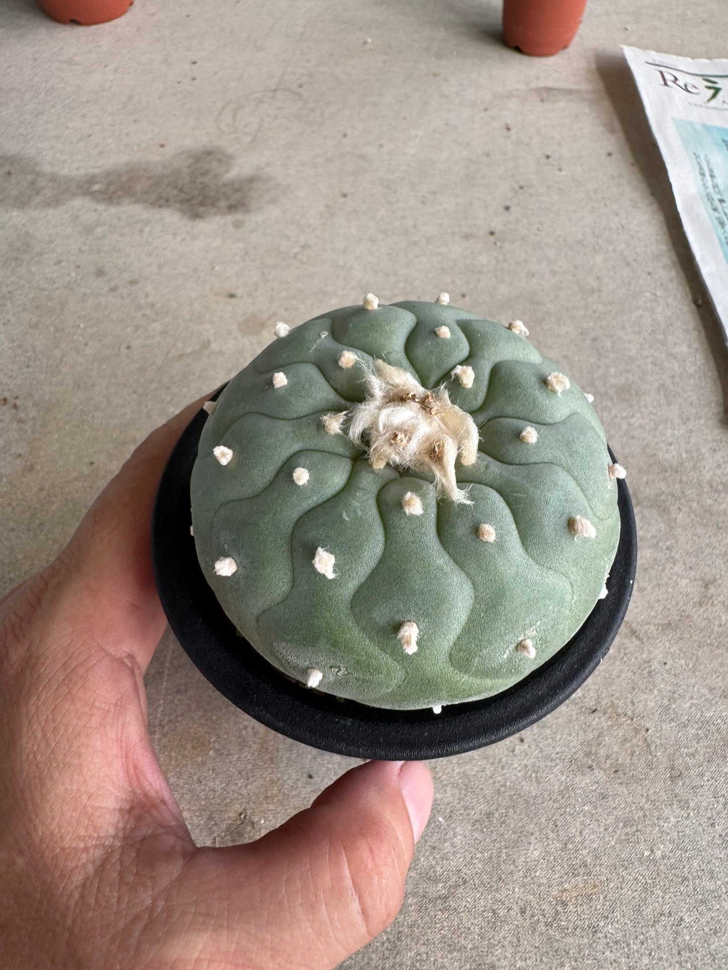 Lophophora fricii 'Multi-Ribs Clone' (Rooted Offshoot) – Premium Form