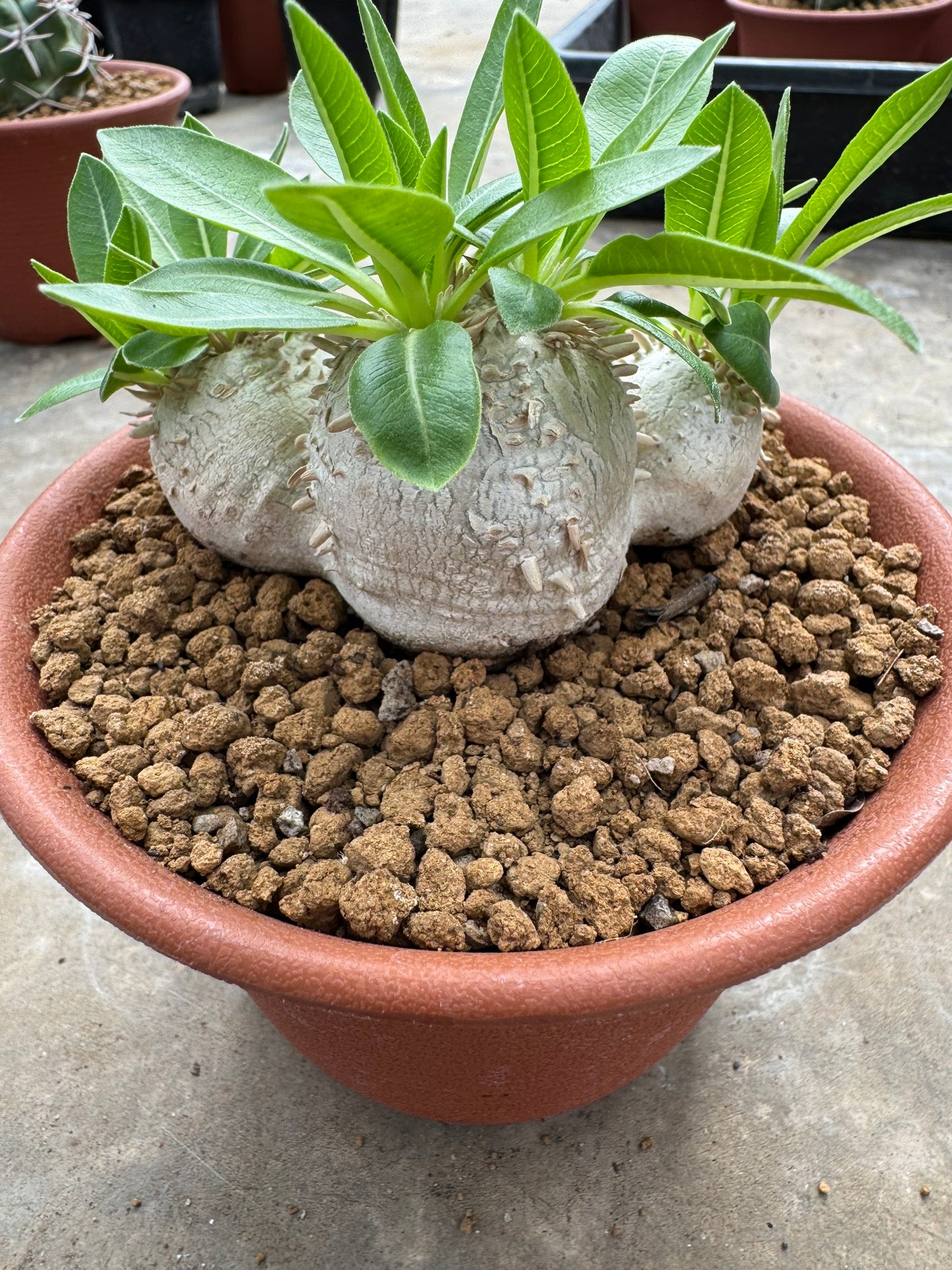 Pachypodium brevicaule (Seed-Grown) – Rare Caudiciform Plant