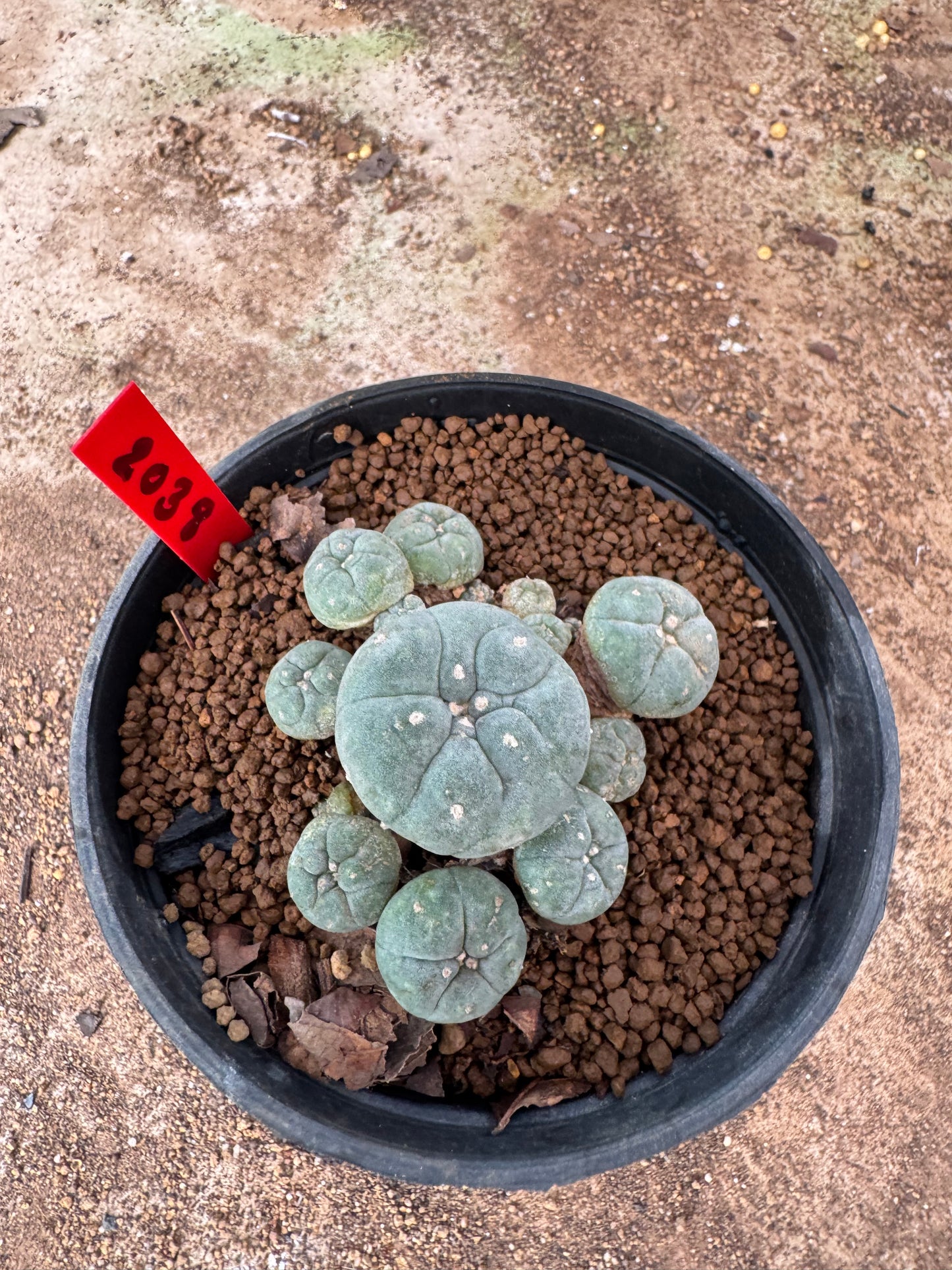 Lophophora williamsii – Peyote Cactus (4-6 cm, Own Root)