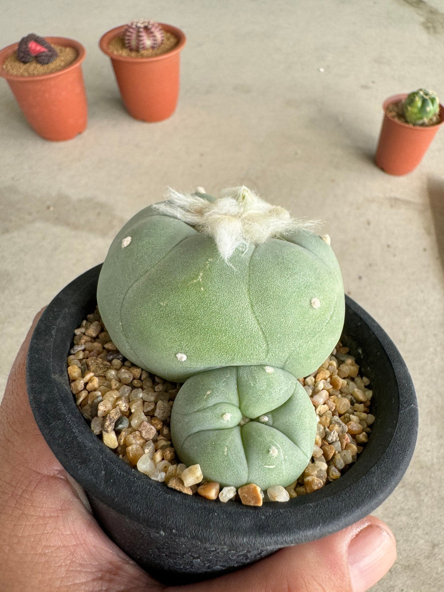 Rare Seed-Grown Lophophora diffusa | Premium Established Seedling (Own Roots)