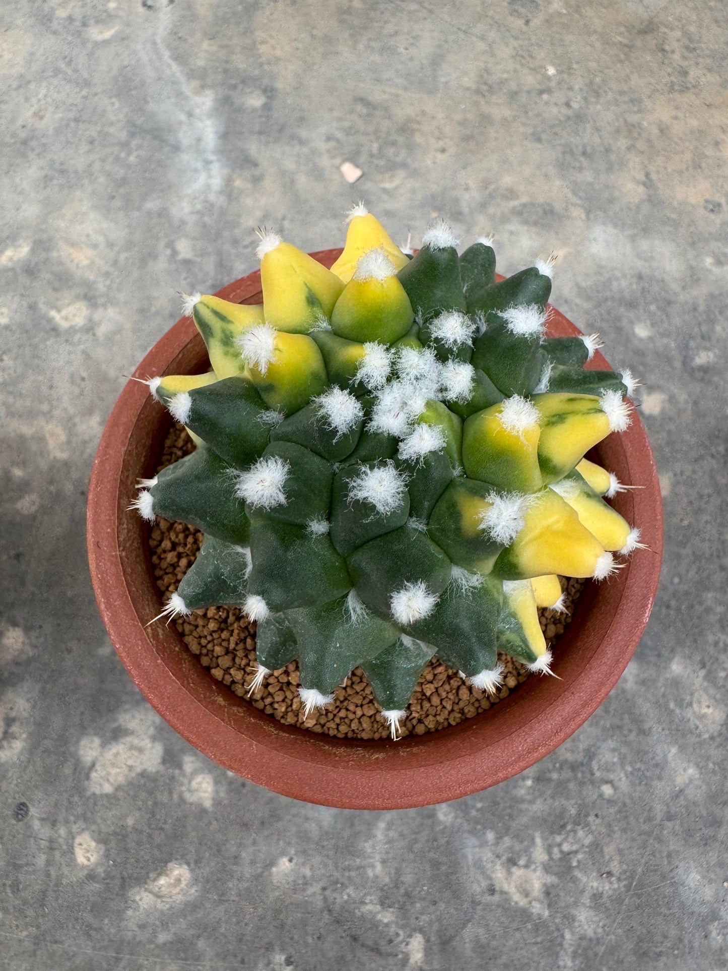 Stunning Mammillaria 'Eurzamu' | Established Rooted Offshoot