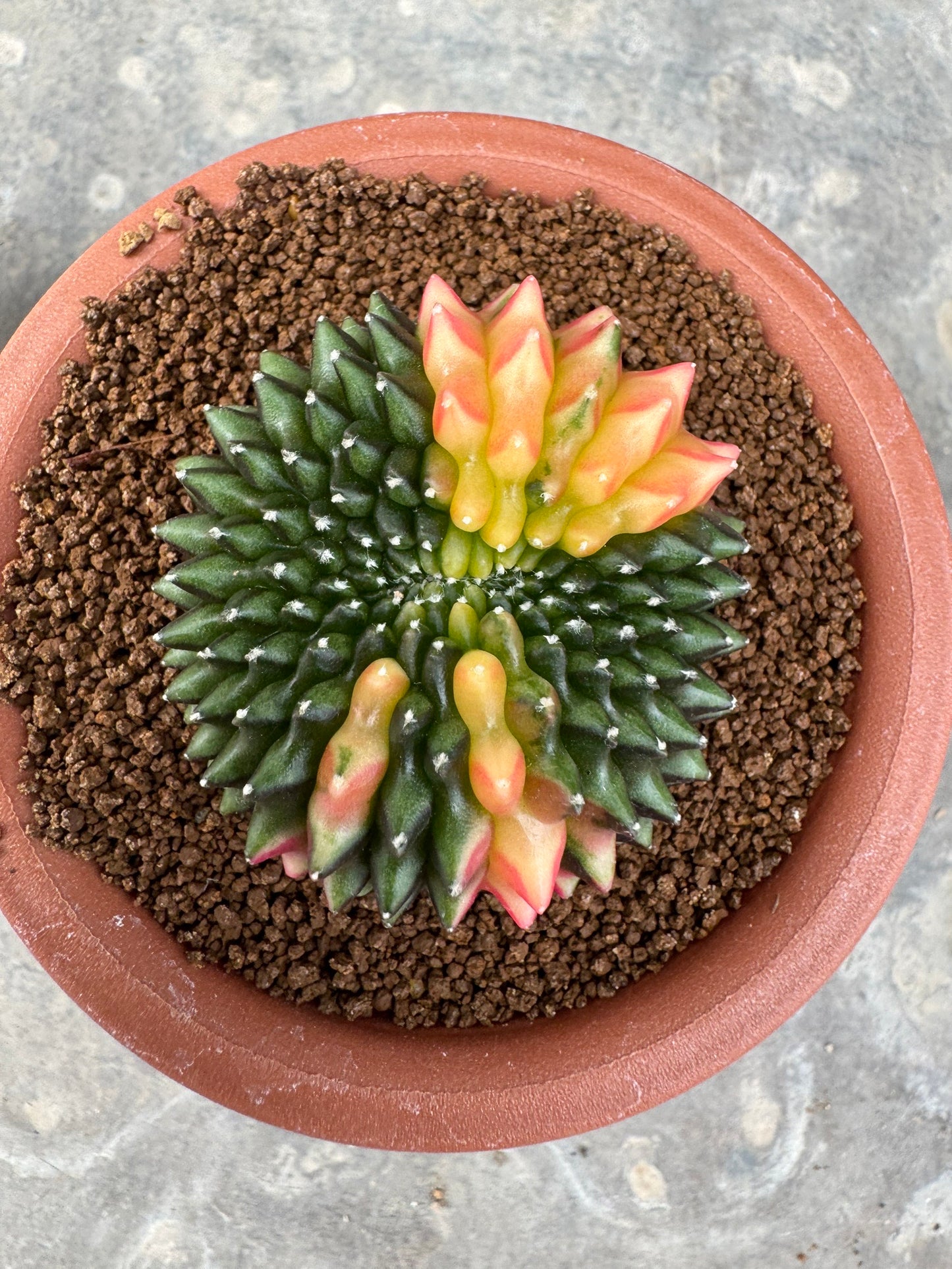 Gymnocalycium Cristata Variegated | Spineless & Seed-Grown Premium Cactus