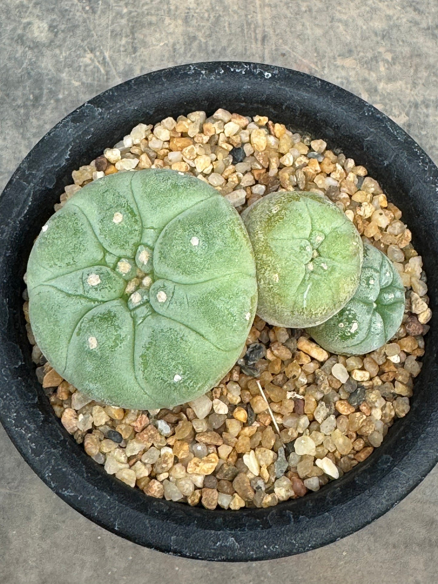 Lophophora williamsii – Peyote Cactus (Seed Grown, 3-3.5 cm, Own Root) 8 years old