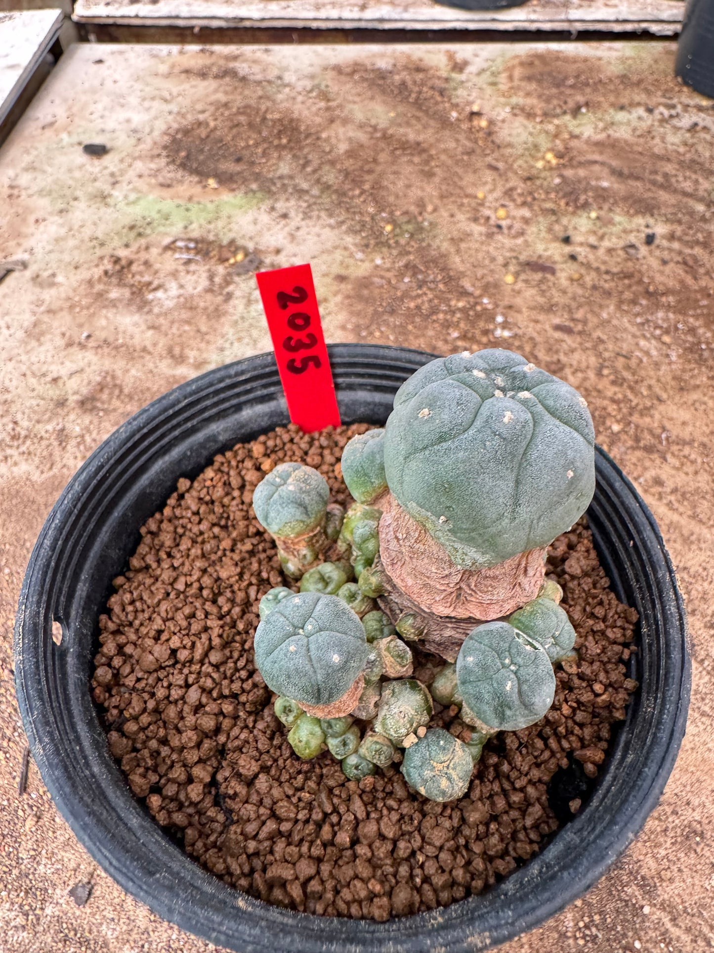 Lophophora williamsii – Peyote Cactus (4-6 cm, Own Root)