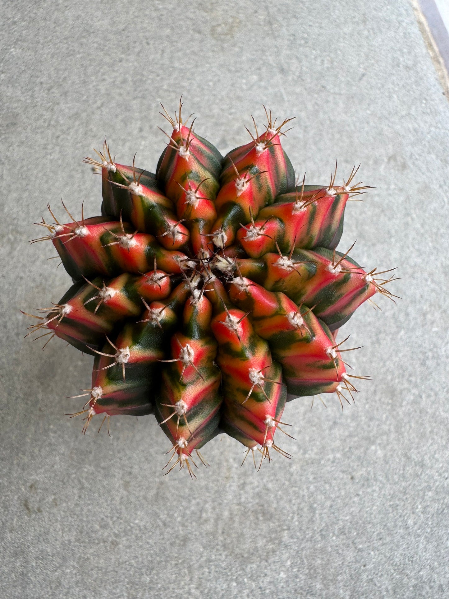 Gymnocalycium mihanovichii 'Christmas Light' Variegated (Rooted Offshoot)
