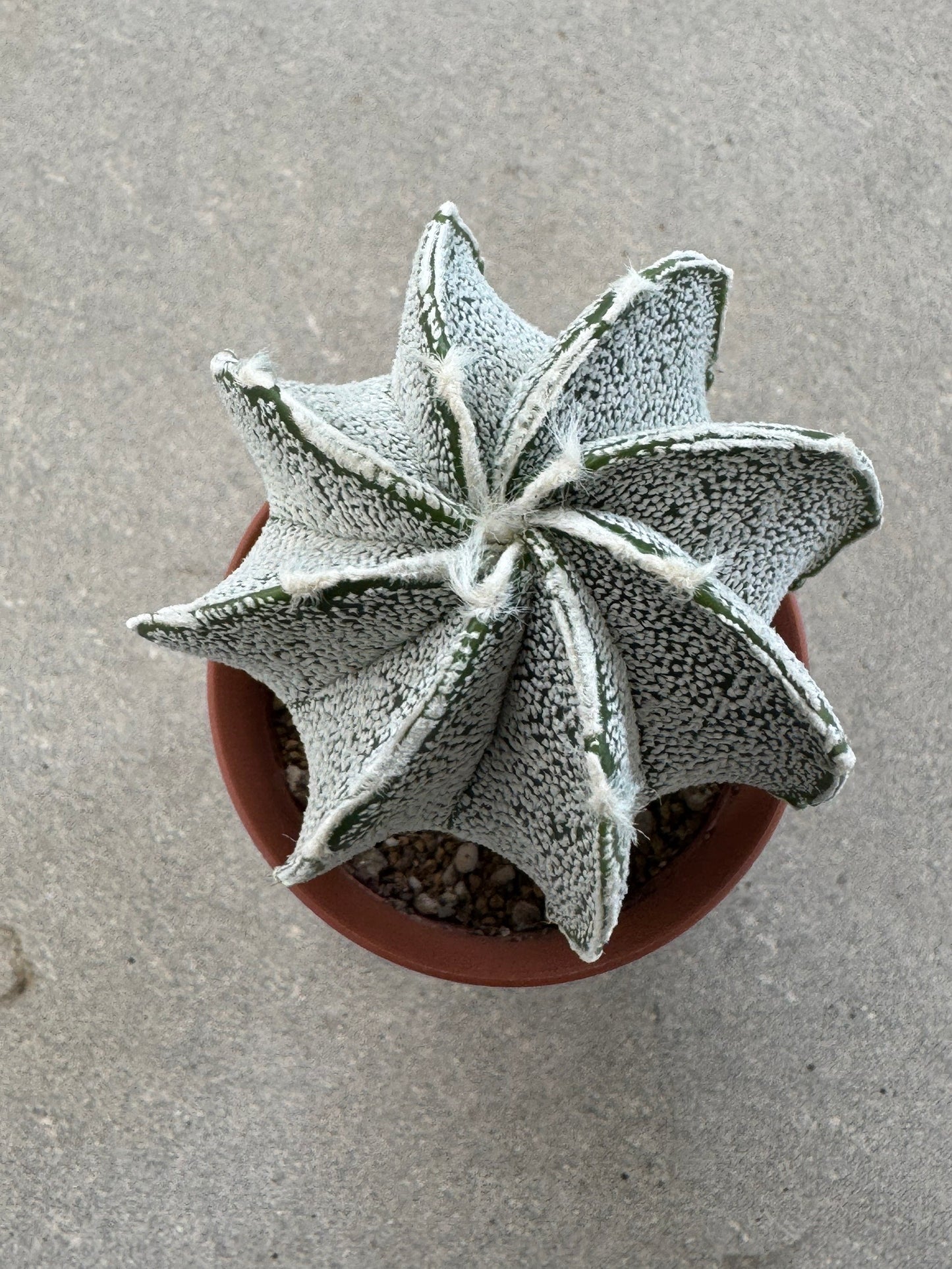 Astrophytum ornatum x coahuilense | Premium Collector's Hybrid
