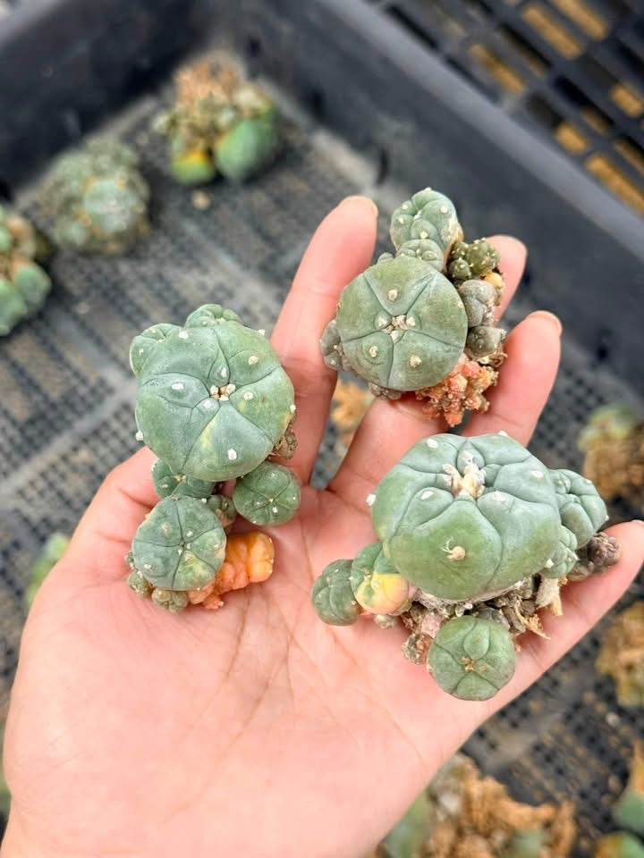 50 Lophophora williamsii (15 Variegated & 35 Normal) – Peyote Cactus (Seed Grown, 3-3.5 cm, Own Root) 12 years old