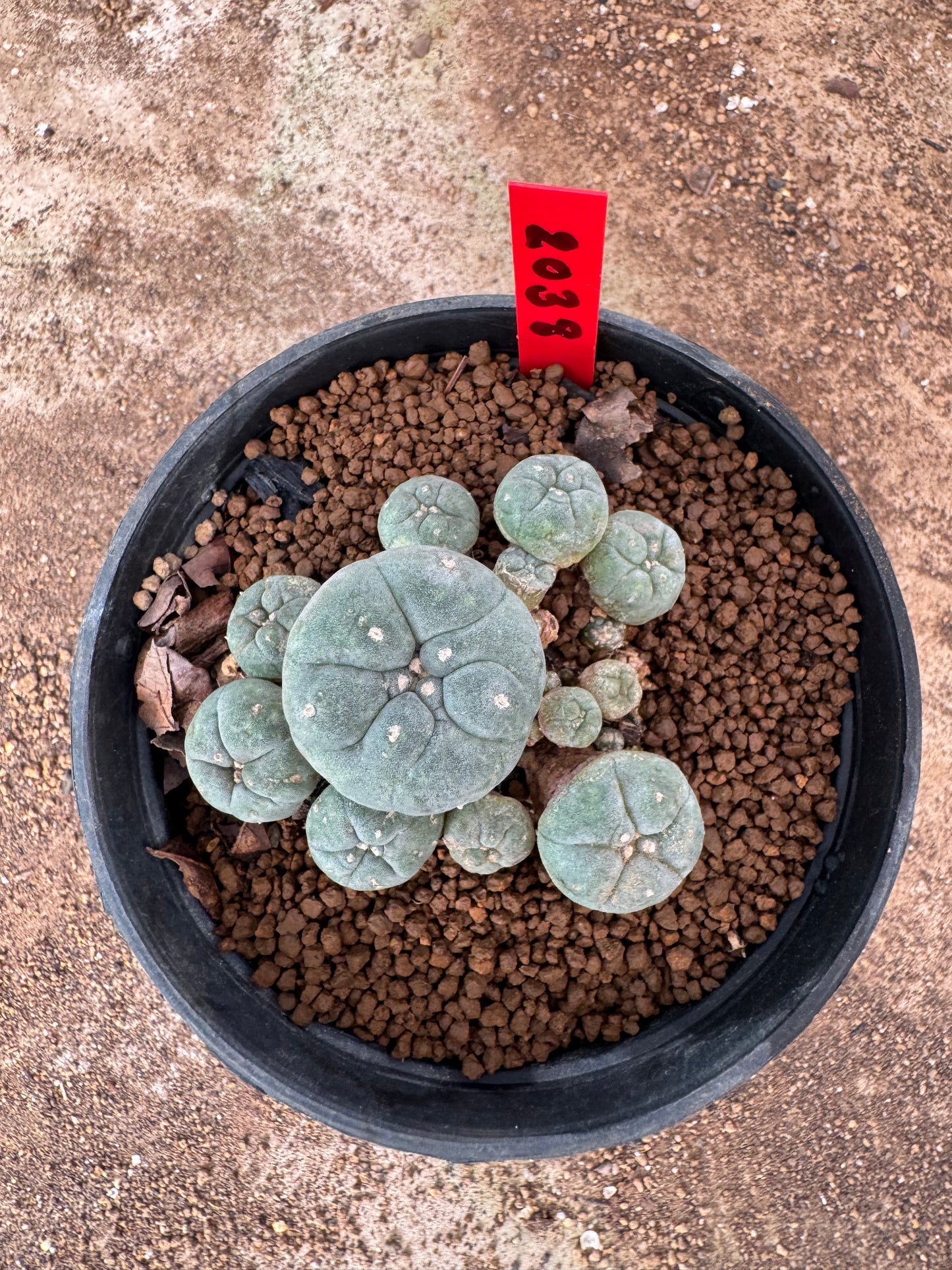 Lophophora williamsii – Peyote Cactus (4-6 cm, Own Root)