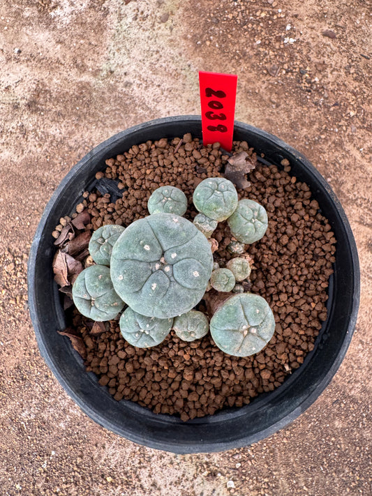 Lophophora williamsii – Peyote Cactus (4-6 cm, Own Root)