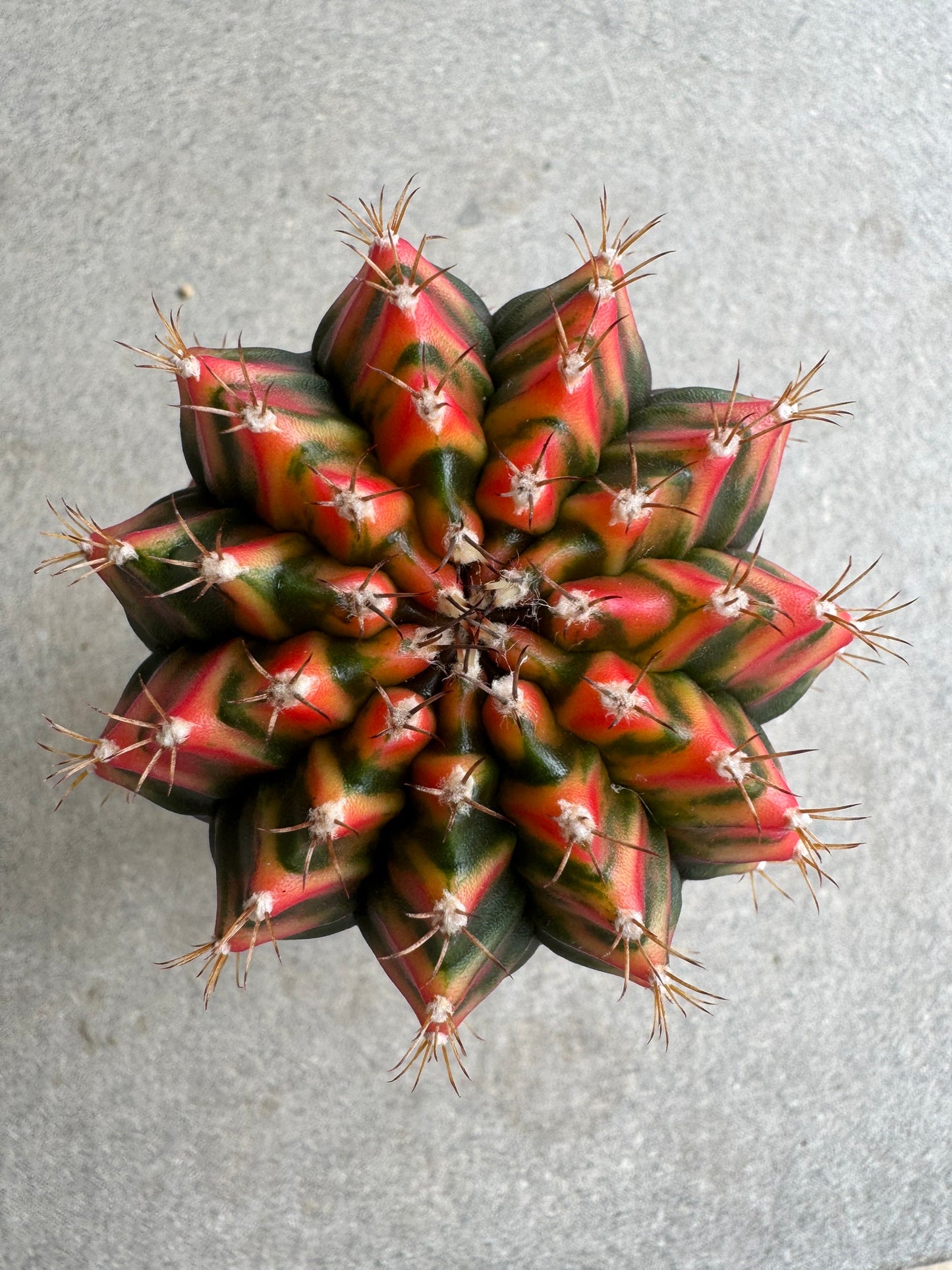 Gymnocalycium mihanovichii 'Christmas Light' Variegated (Rooted Offshoot)