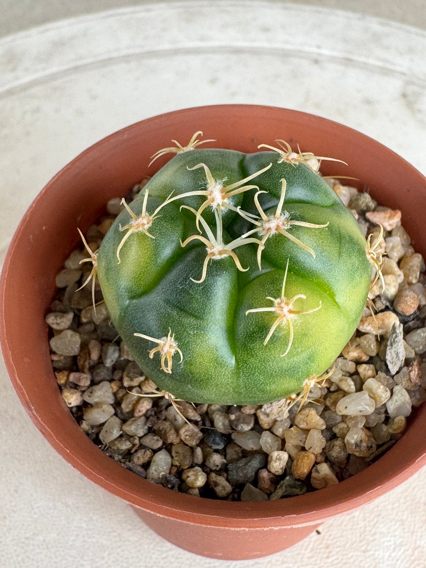 Gymnocalycium 'Kaiomaru' Variegated | Premium Seed-Grown Spider Spine Cactus