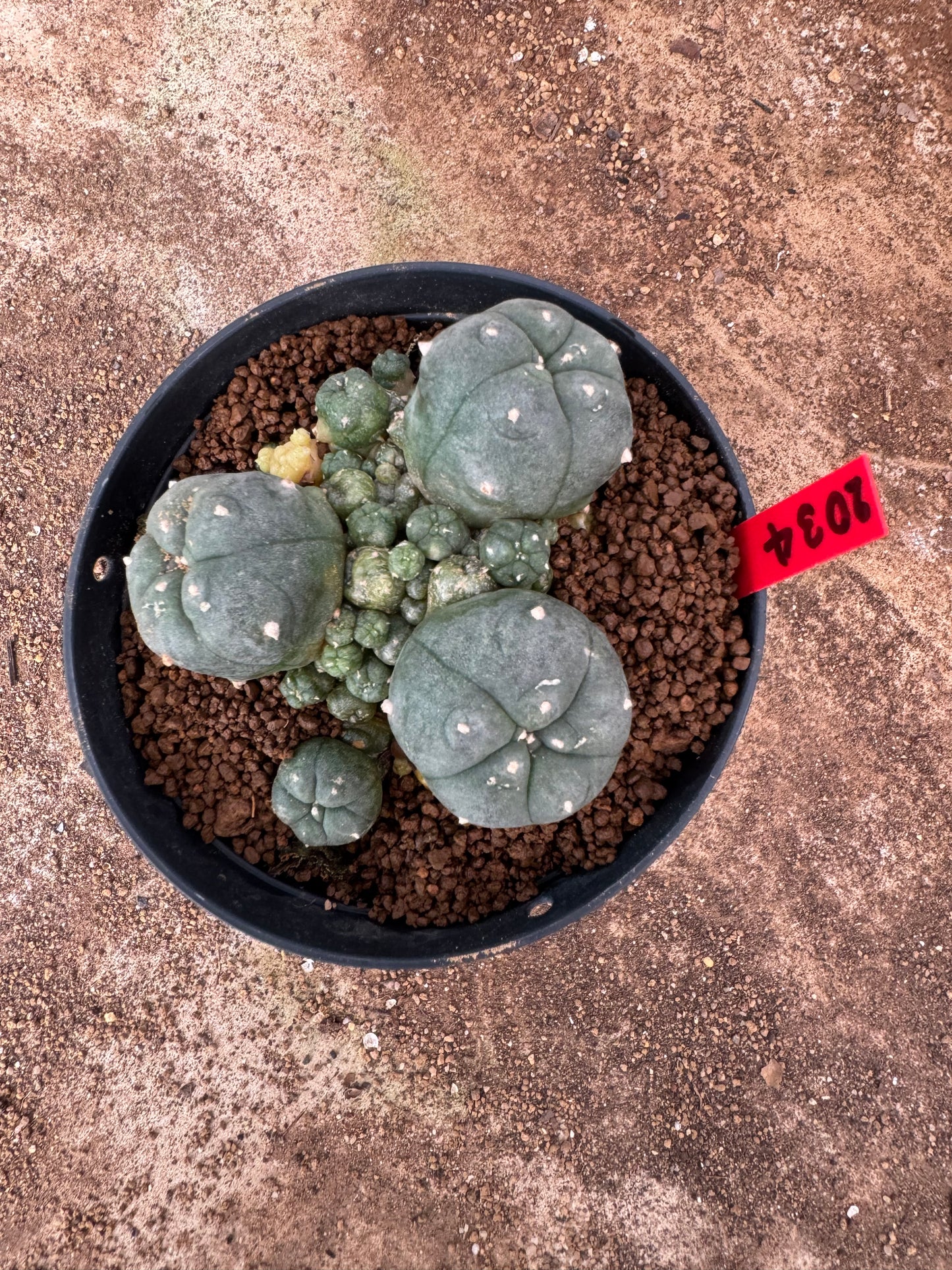 Lophophora williamsii – Peyote Cactus (4-6 cm, Own Root)
