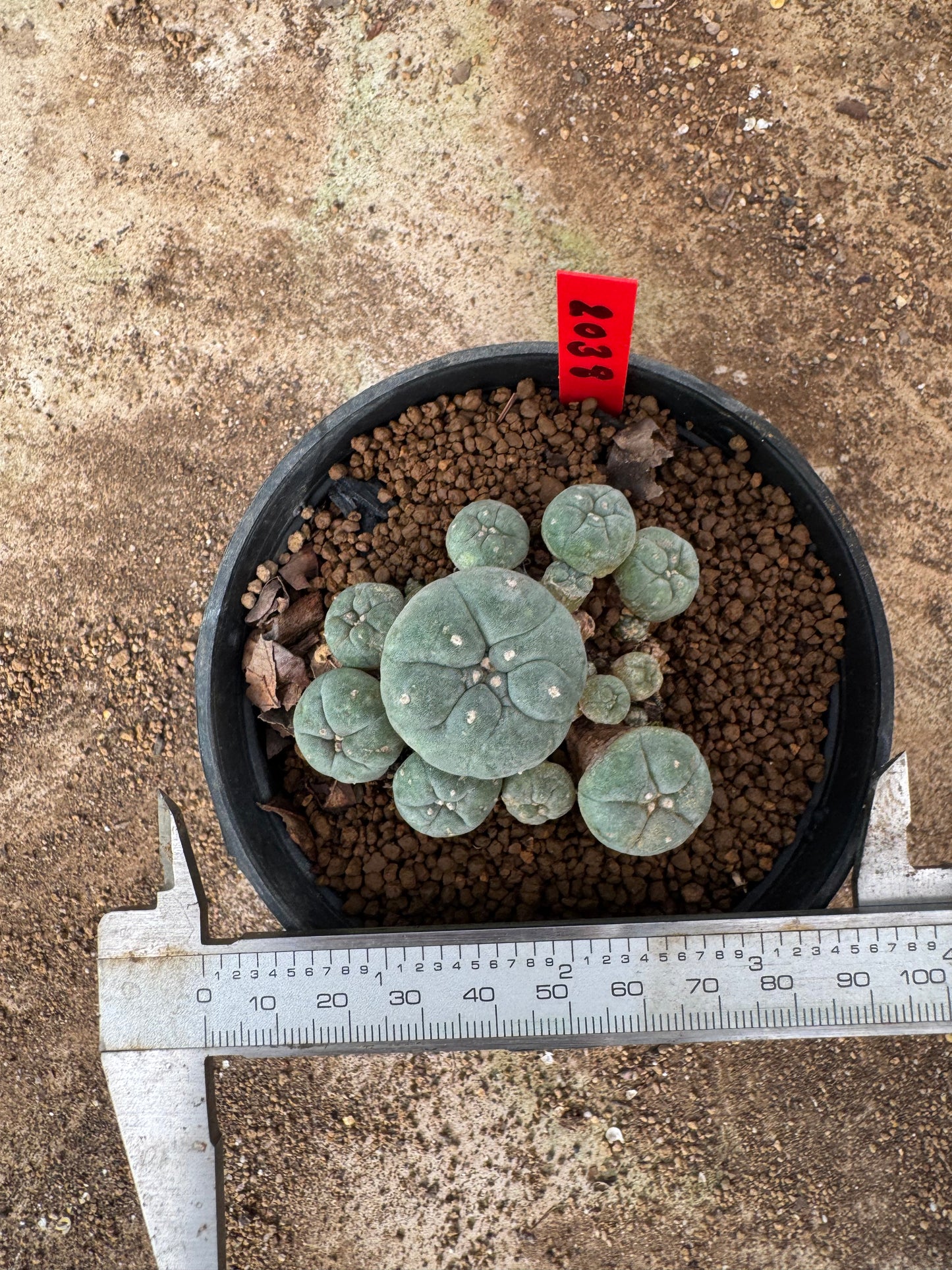 Lophophora williamsii – Peyote Cactus (4-6 cm, Own Root)