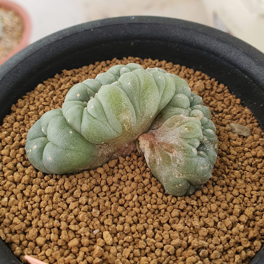 Lophophora Fricii cristata size 6-7 cm own root