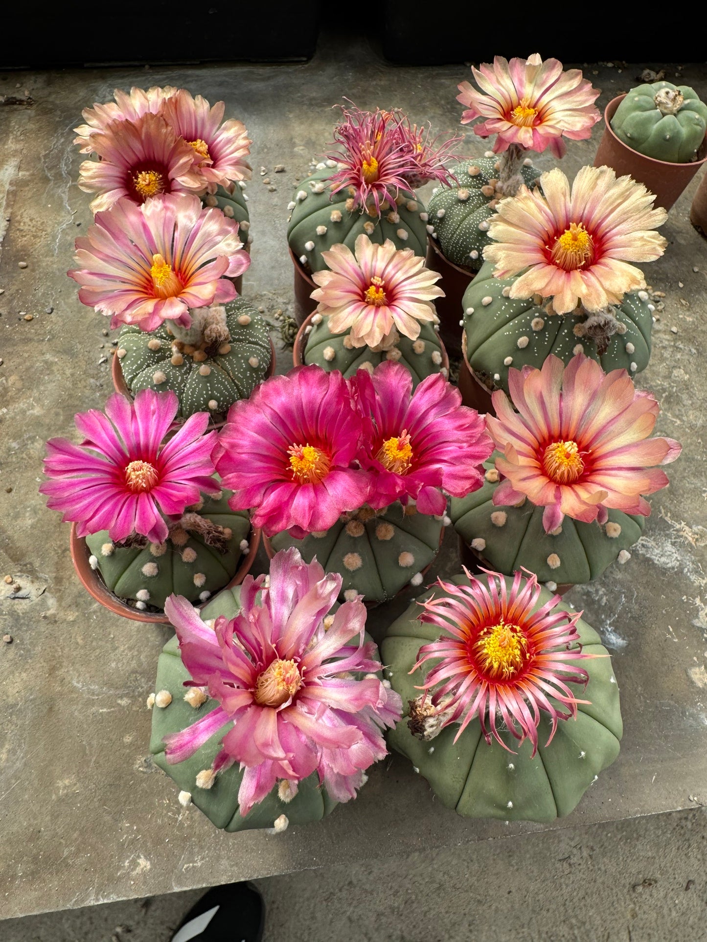 Rare Astrophytum Asterias Star Cactus | Multi-Color Bloom Set (11 Plants in 2-Inch Pots)