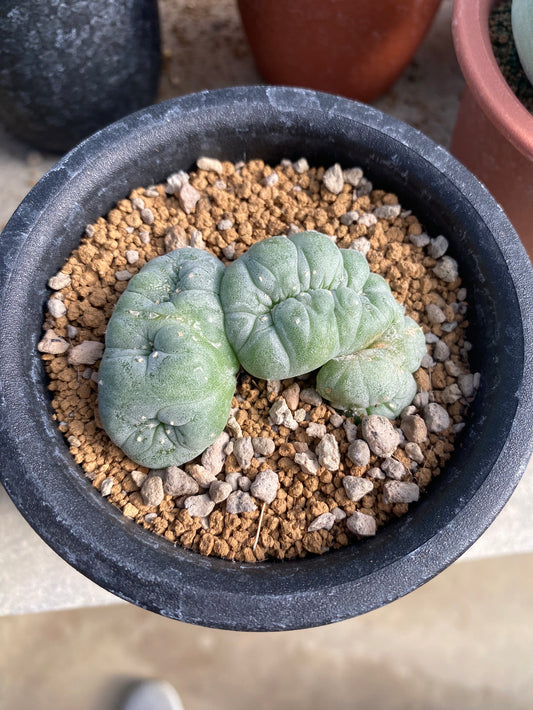 Lophophora williasii cristata size 6-7 cm own root 15 years old