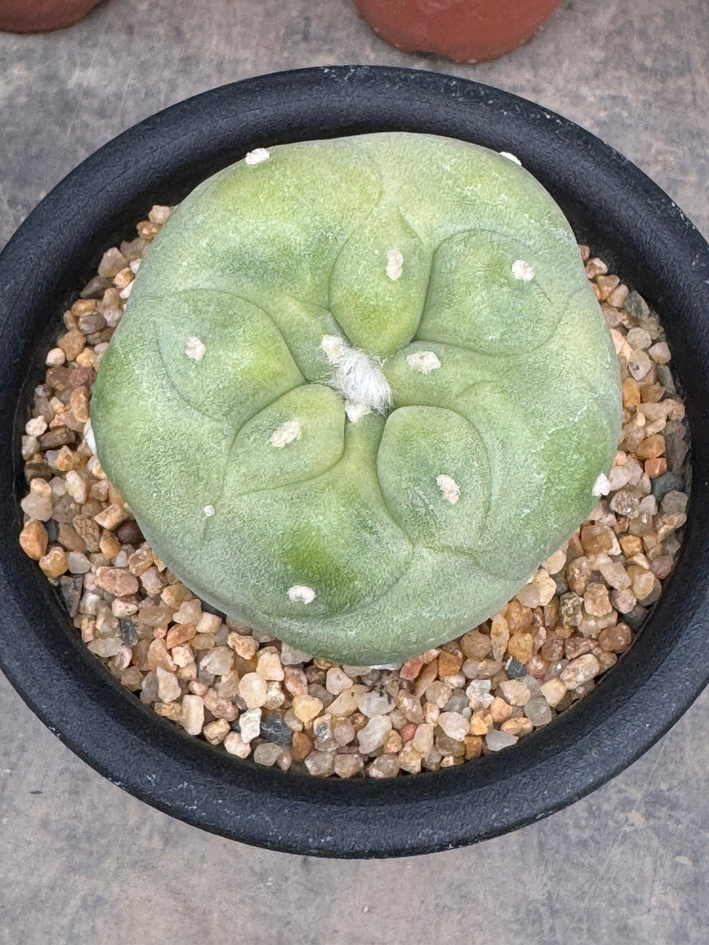 Lophophora diffusa – Peyote Cactus (Seed Grown, 4-5 cm, Own Root) 8 years old
