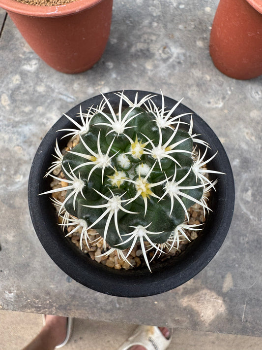 Discocactus zehntneri ssp. alagoinhensis (Rooted Cutting) – Size 6-7 cm