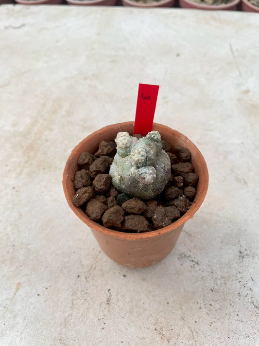 Lophophora Fricii cristata size 3-4 cm own root