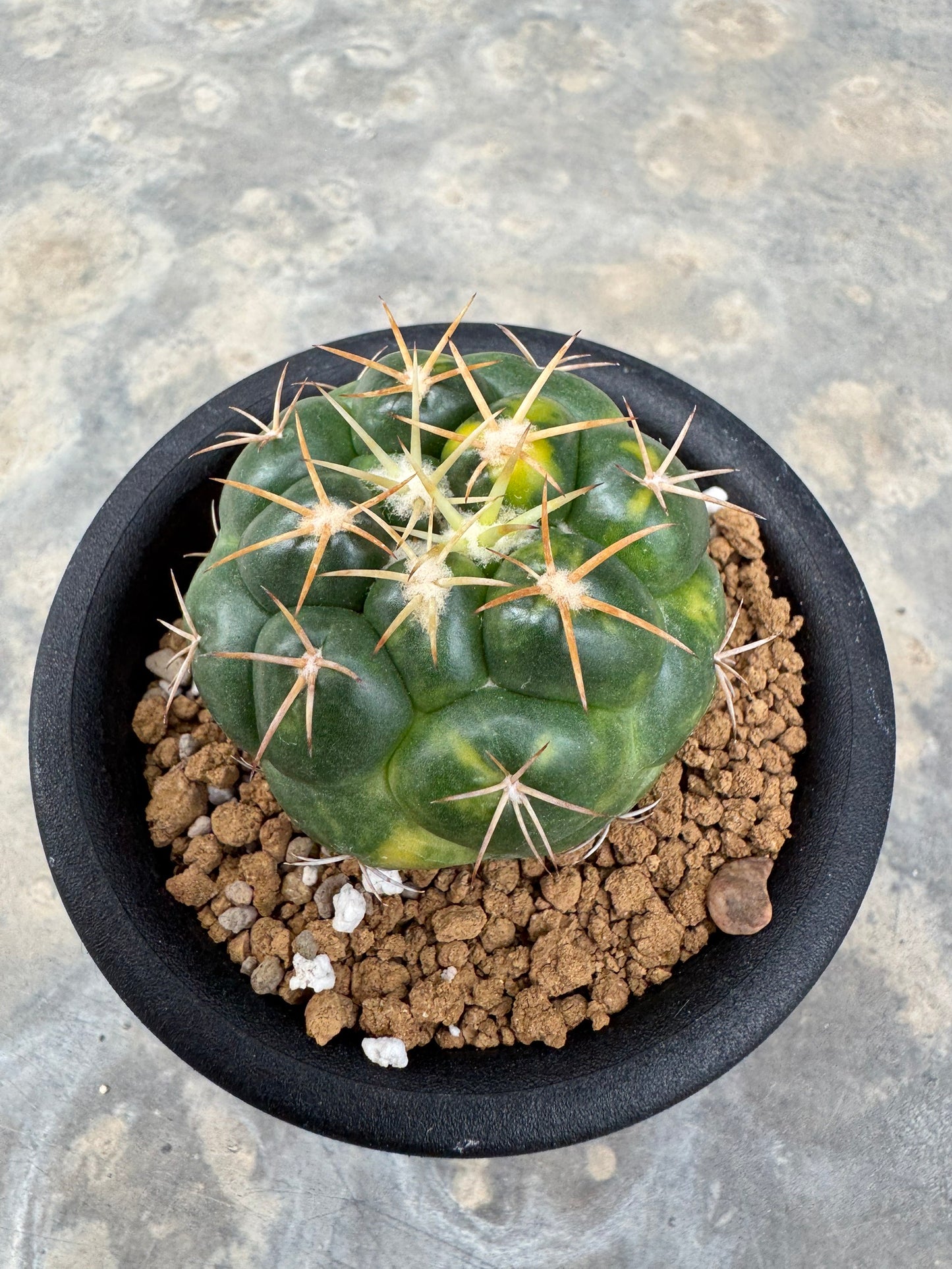 Coryphantha elephantidens | Well-Rooted Cactus Cutting (Large Tubercle Form)