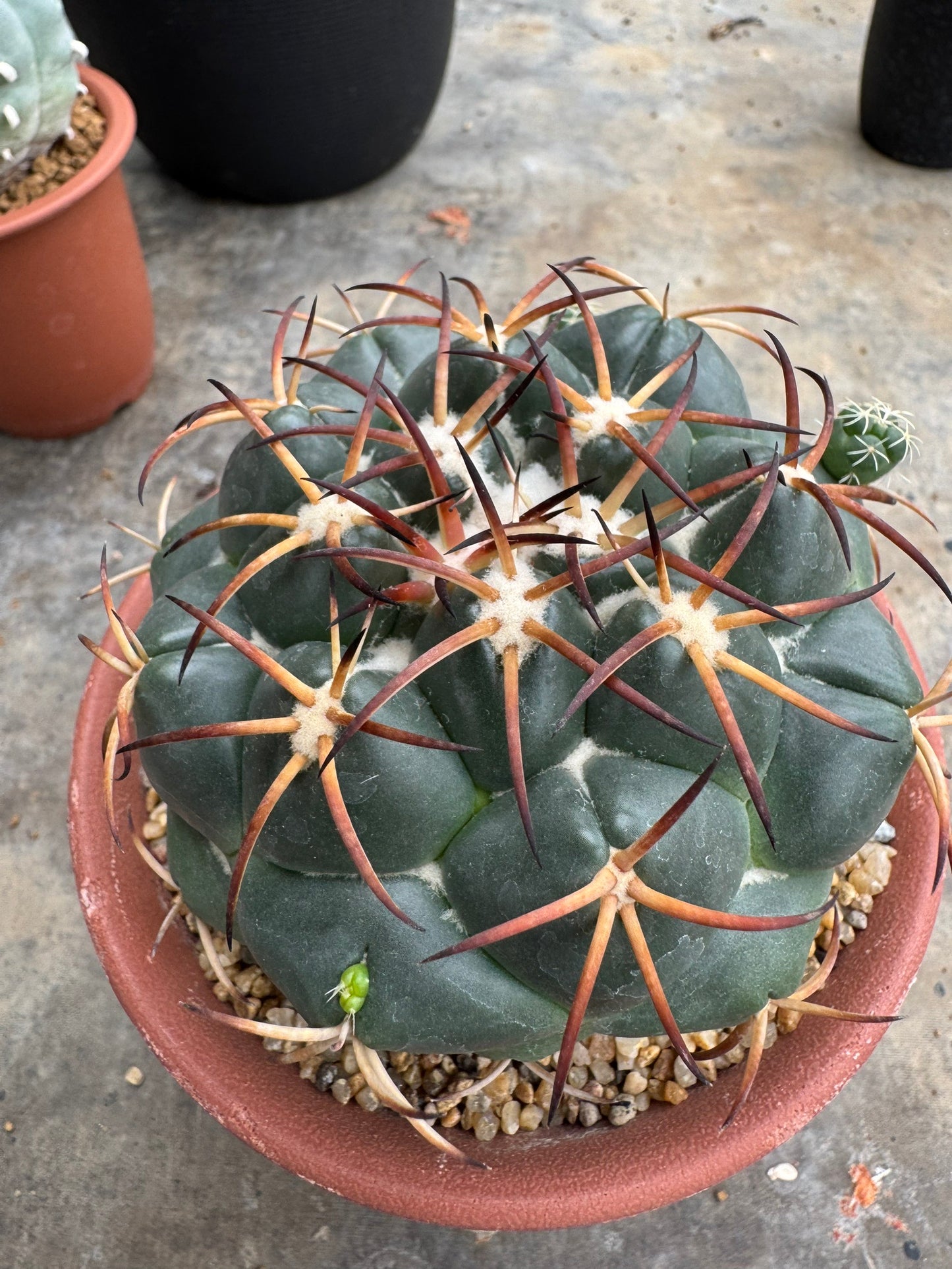 Rare Coryphantha elephantidens | Black Spine Variant Cactus (Rooted Cutting)