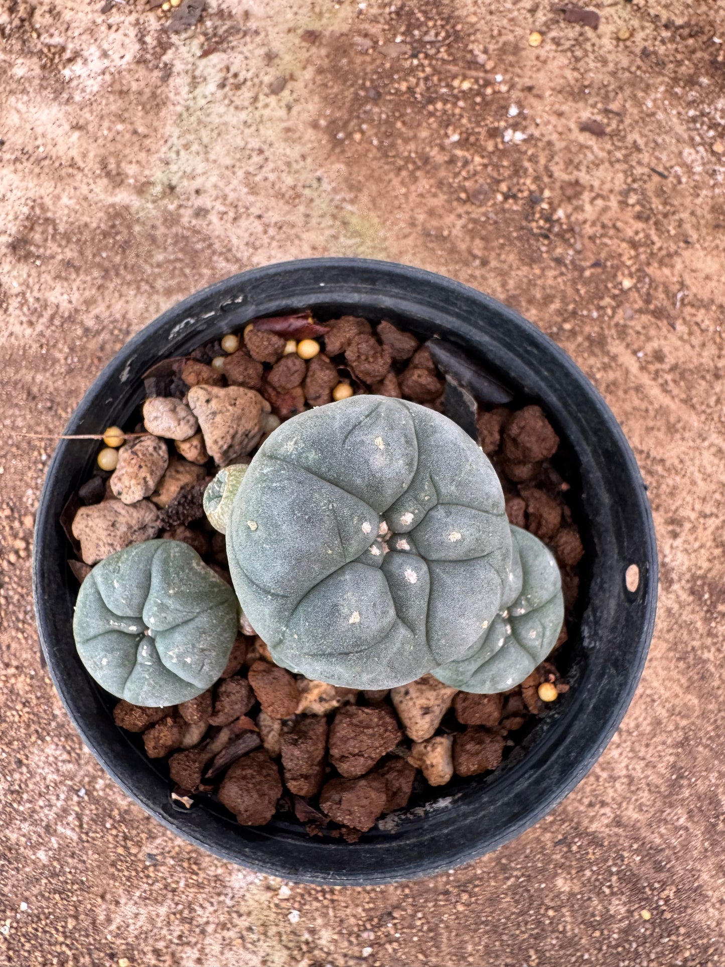 Lophophora williamsii – Peyote Cactus (4-6 cm, Own Root)