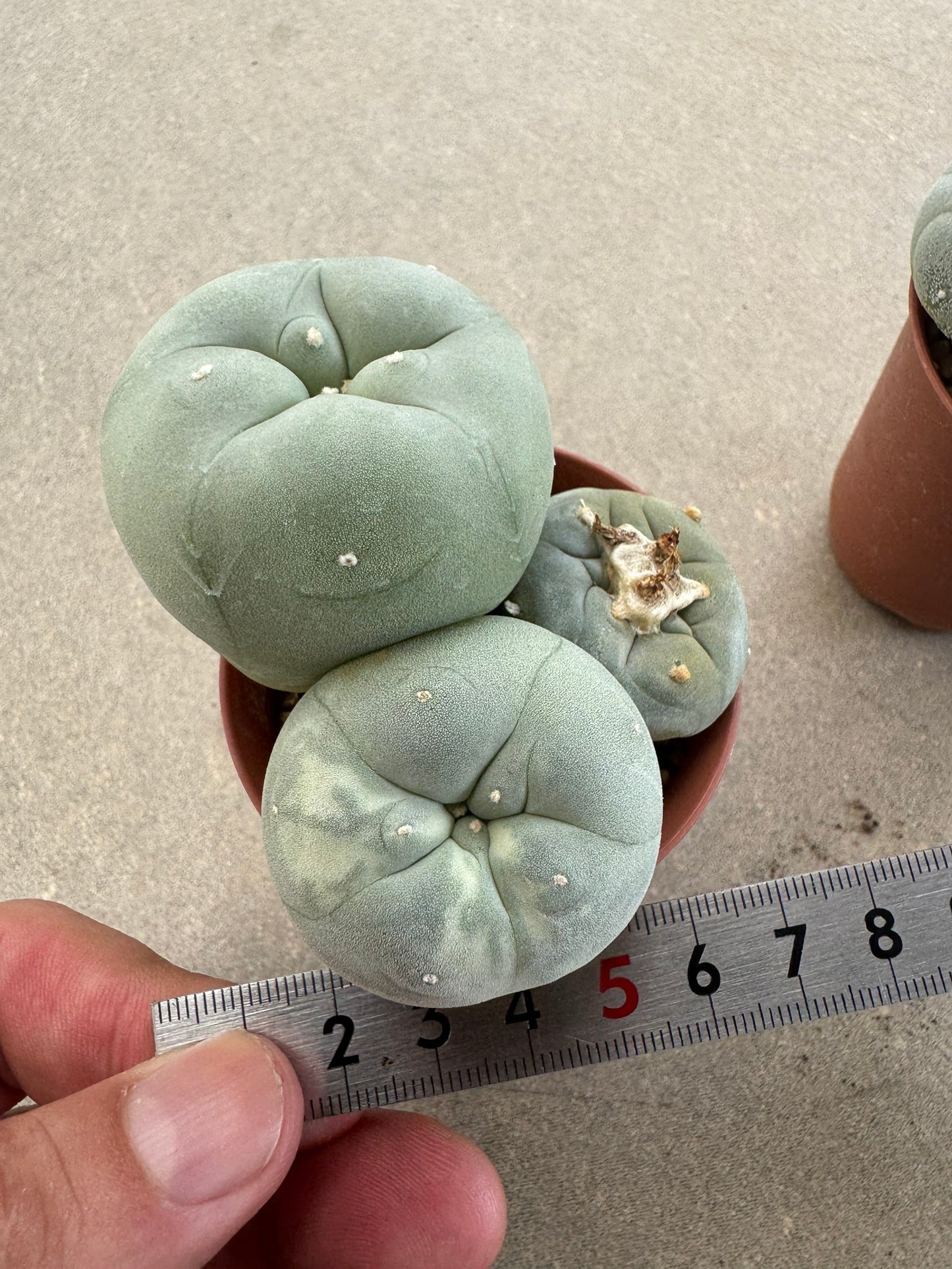 Rare Variegated Lophophora fricii Set | 2-Pot Collector's Bundle