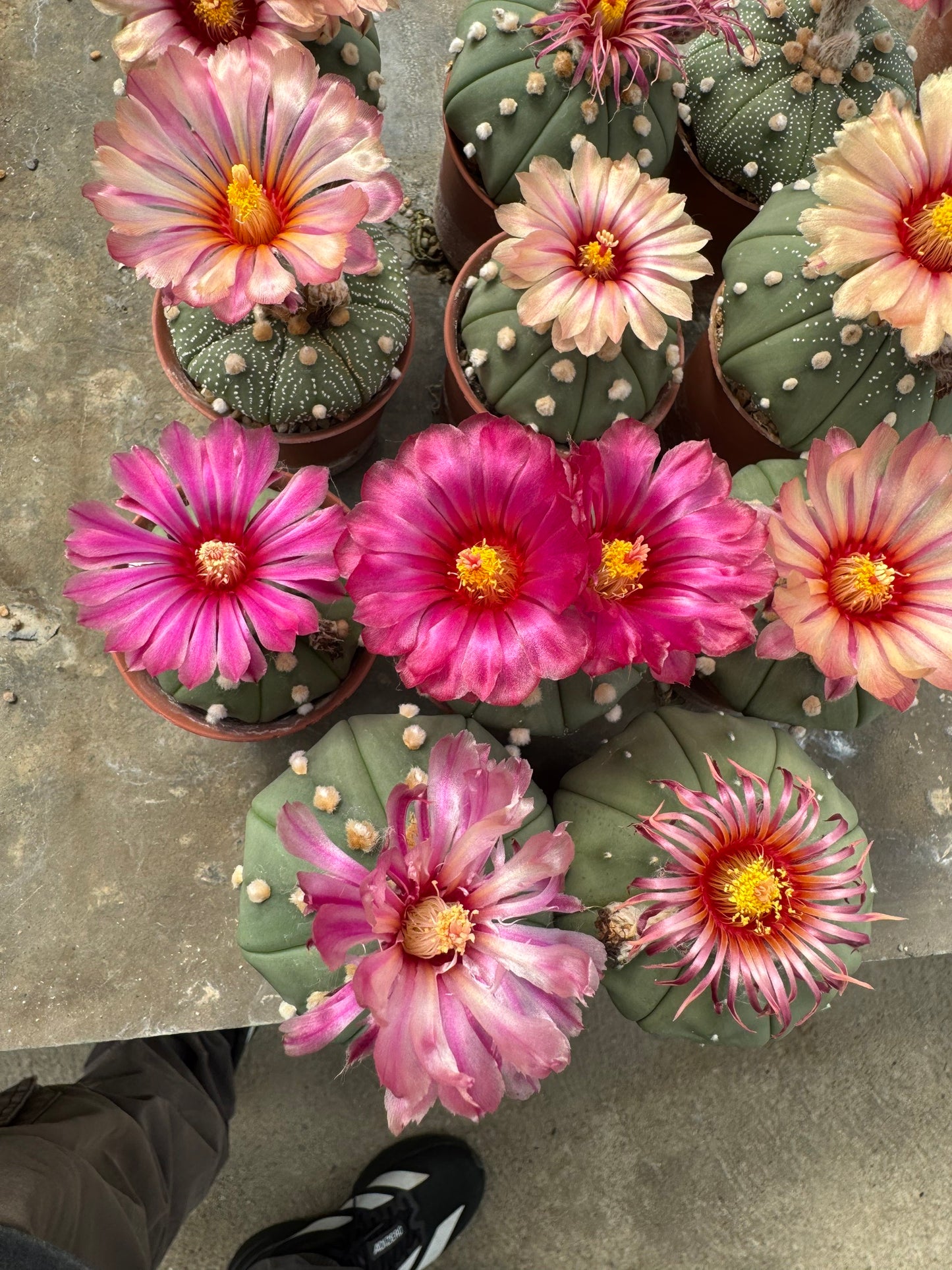 Rare Astrophytum Asterias Star Cactus | Multi-Color Bloom Set (11 Plants in 2-Inch Pots)