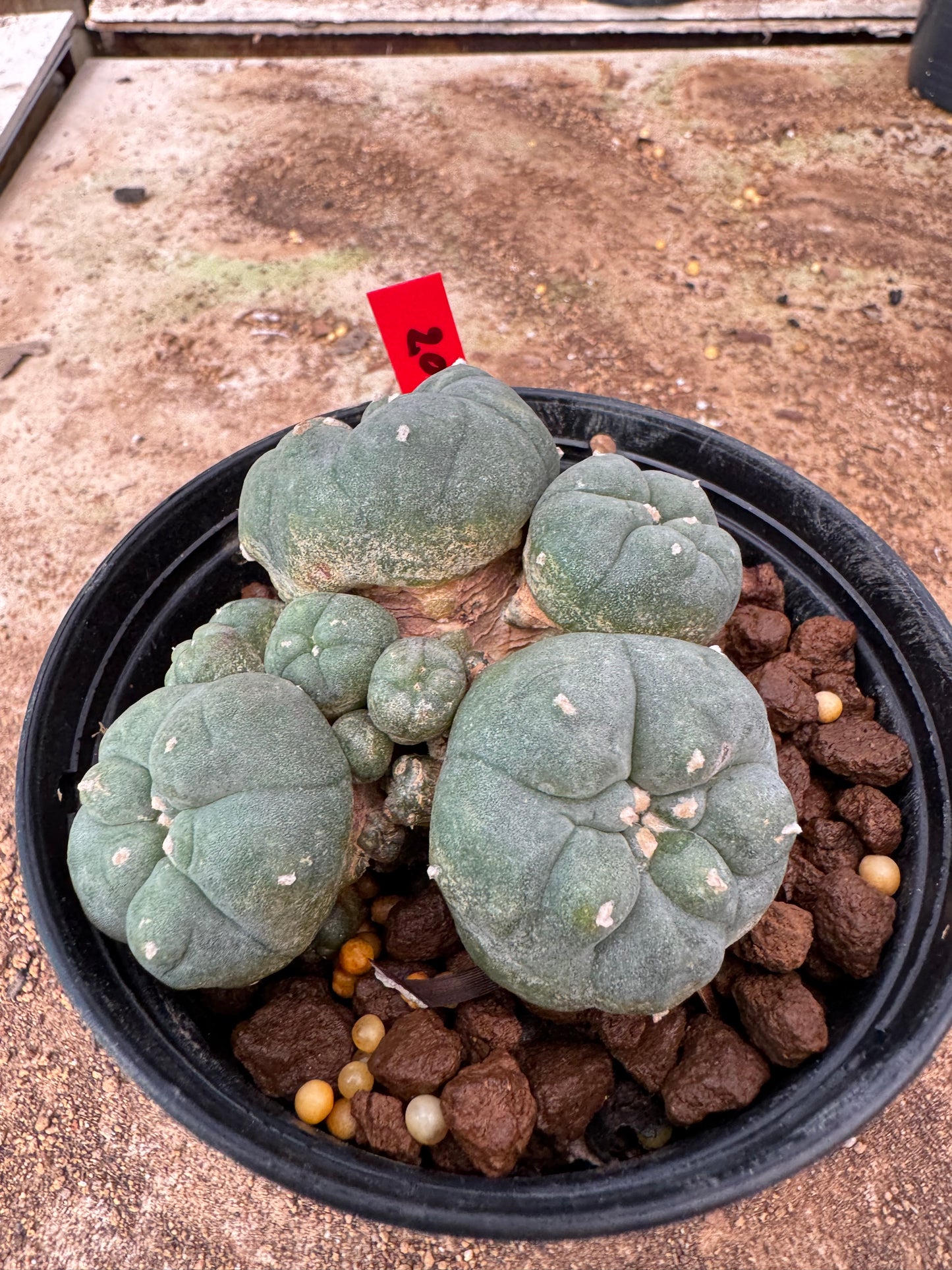 Lophophora williamsii – Peyote Cactus (6–7 cm, Own Root)
