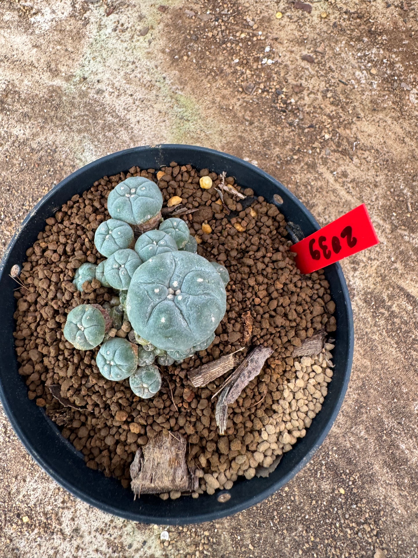 Lophophora williamsii – Peyote Cactus (4-6 cm, Own Root)