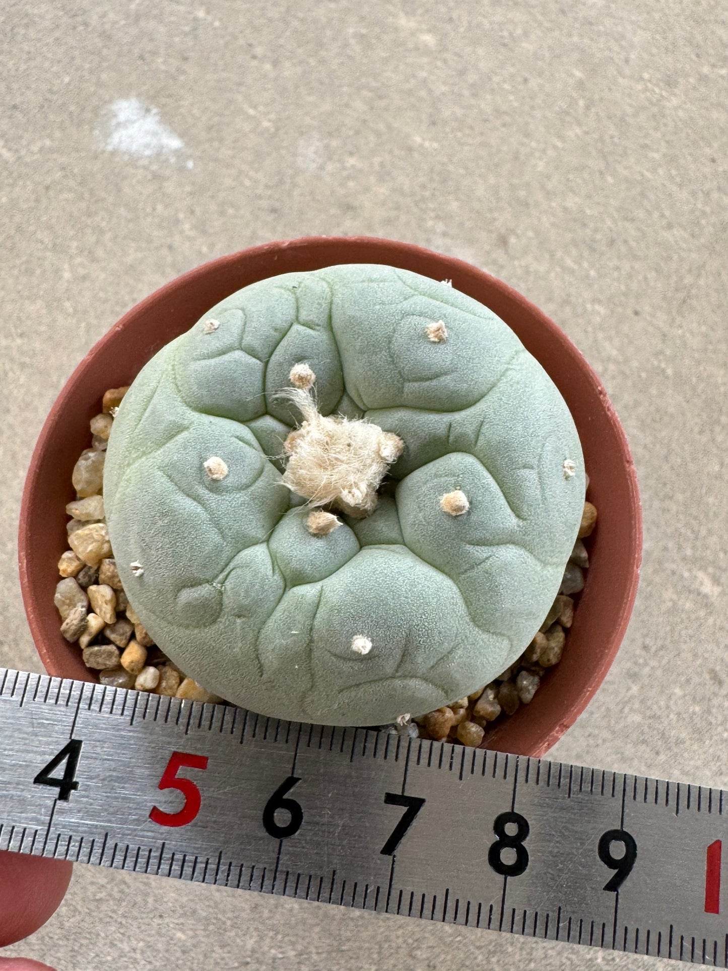 Lophophora fricii seedling