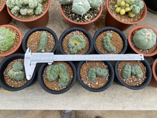 Lophophora williasii cristata size 6-7 cm own root 15 years old