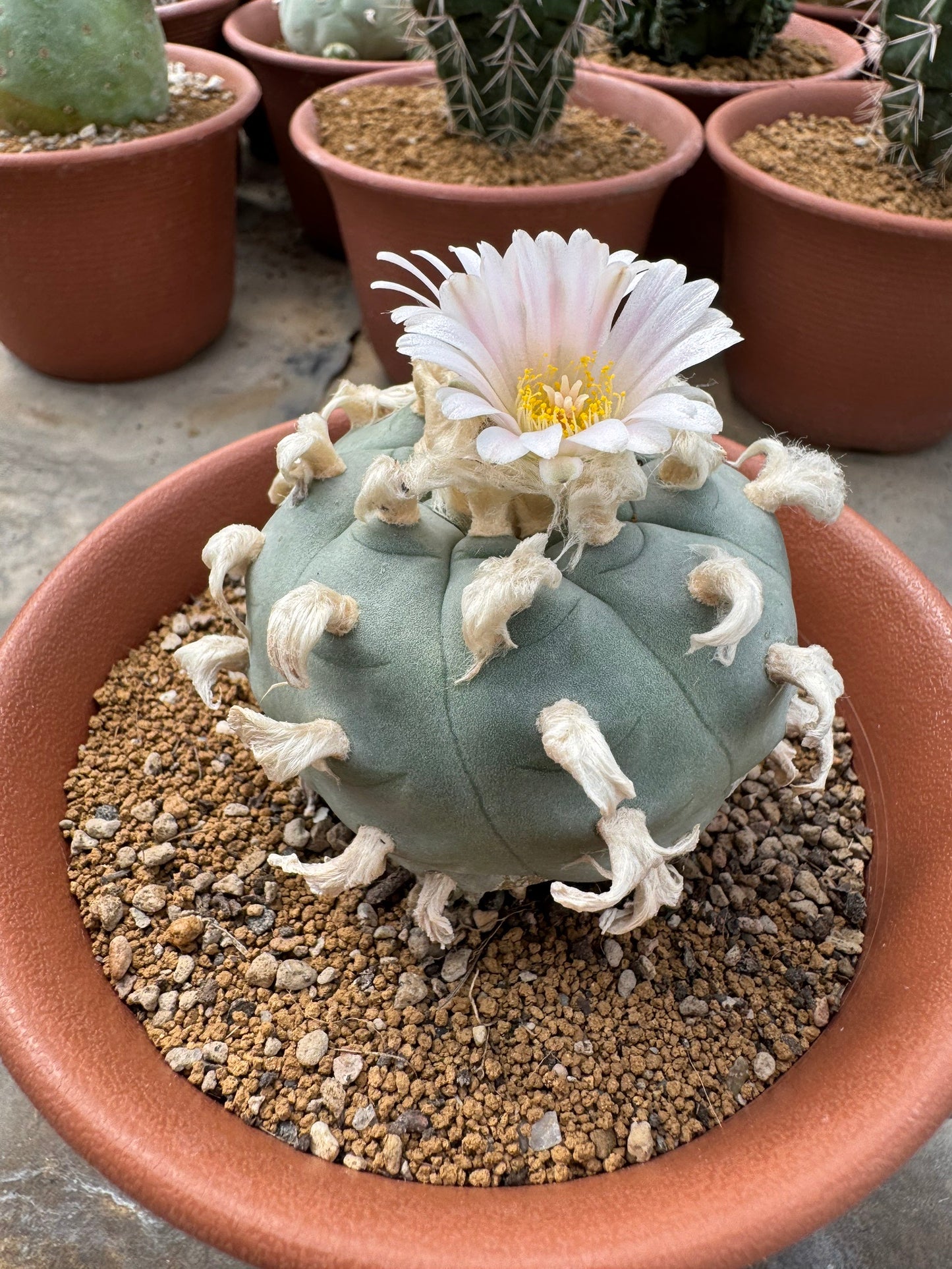 Rare Seed-Grown Lophophora williamsii | Premium Established Seedling (Own Roots)