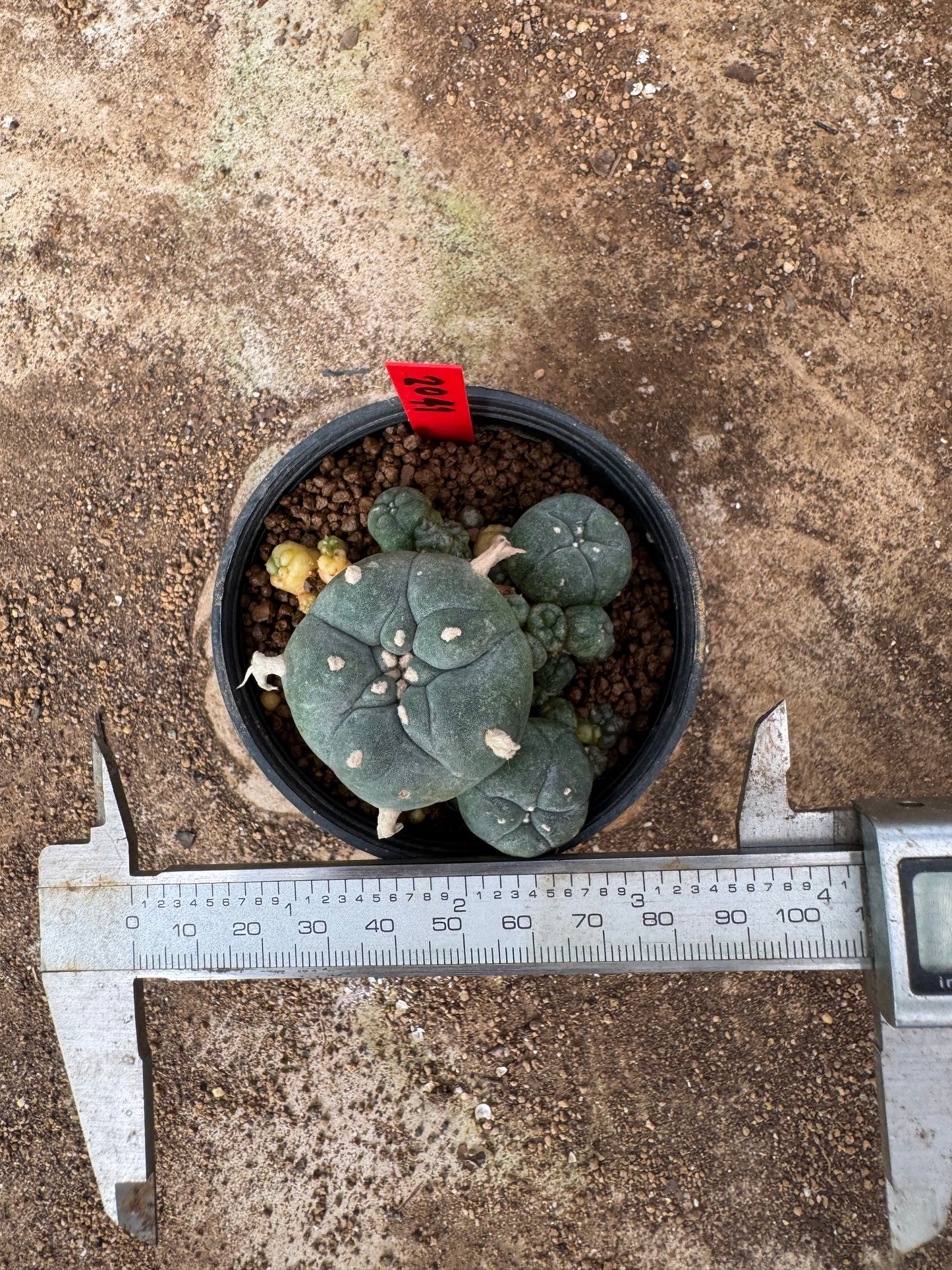 Lophophora williamsii – Peyote Cactus (4-6 cm, Own Root)