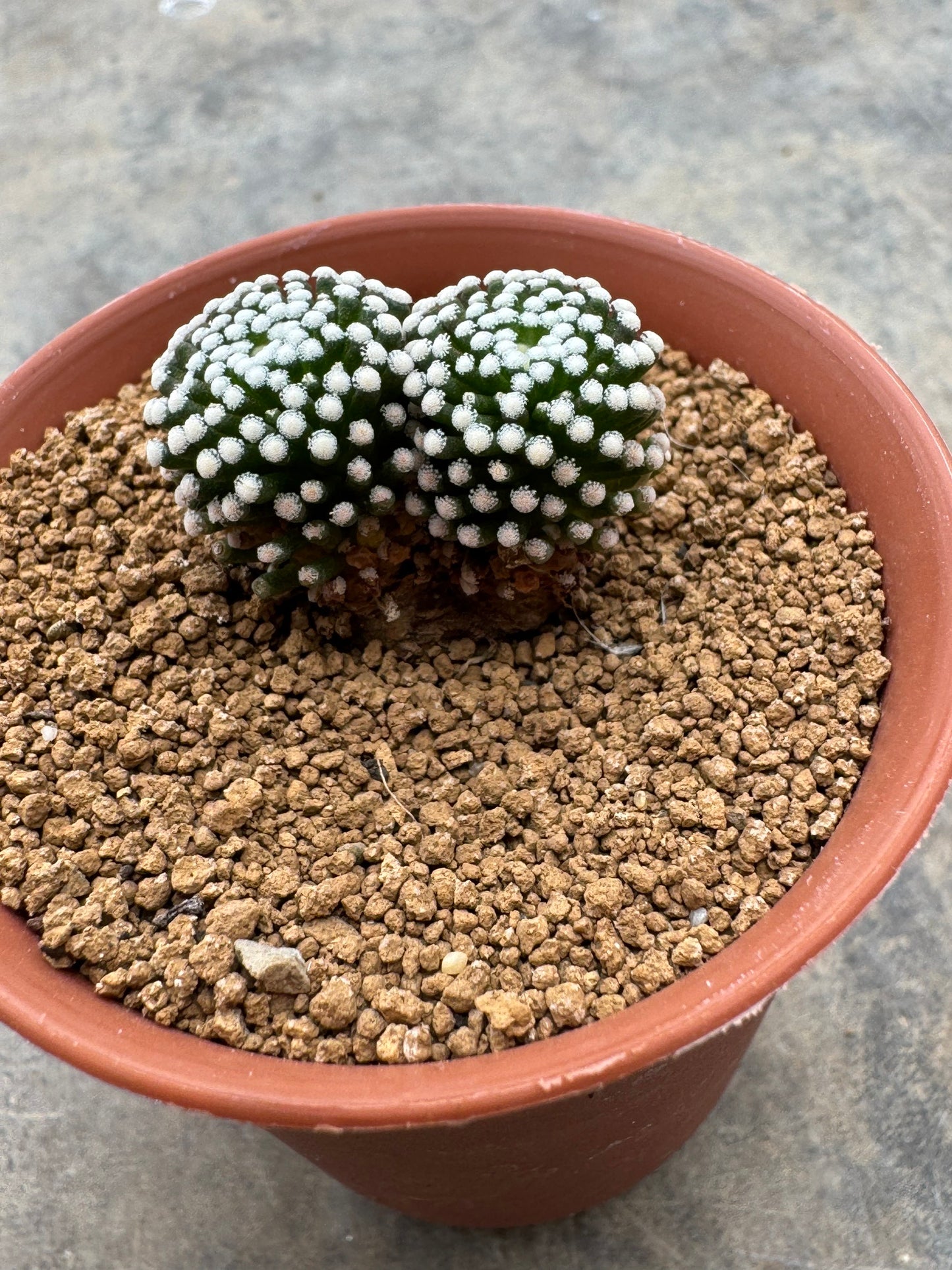 Mammillaria luethyi Double Head | Premium Seedling Cactus (3-4 cm)