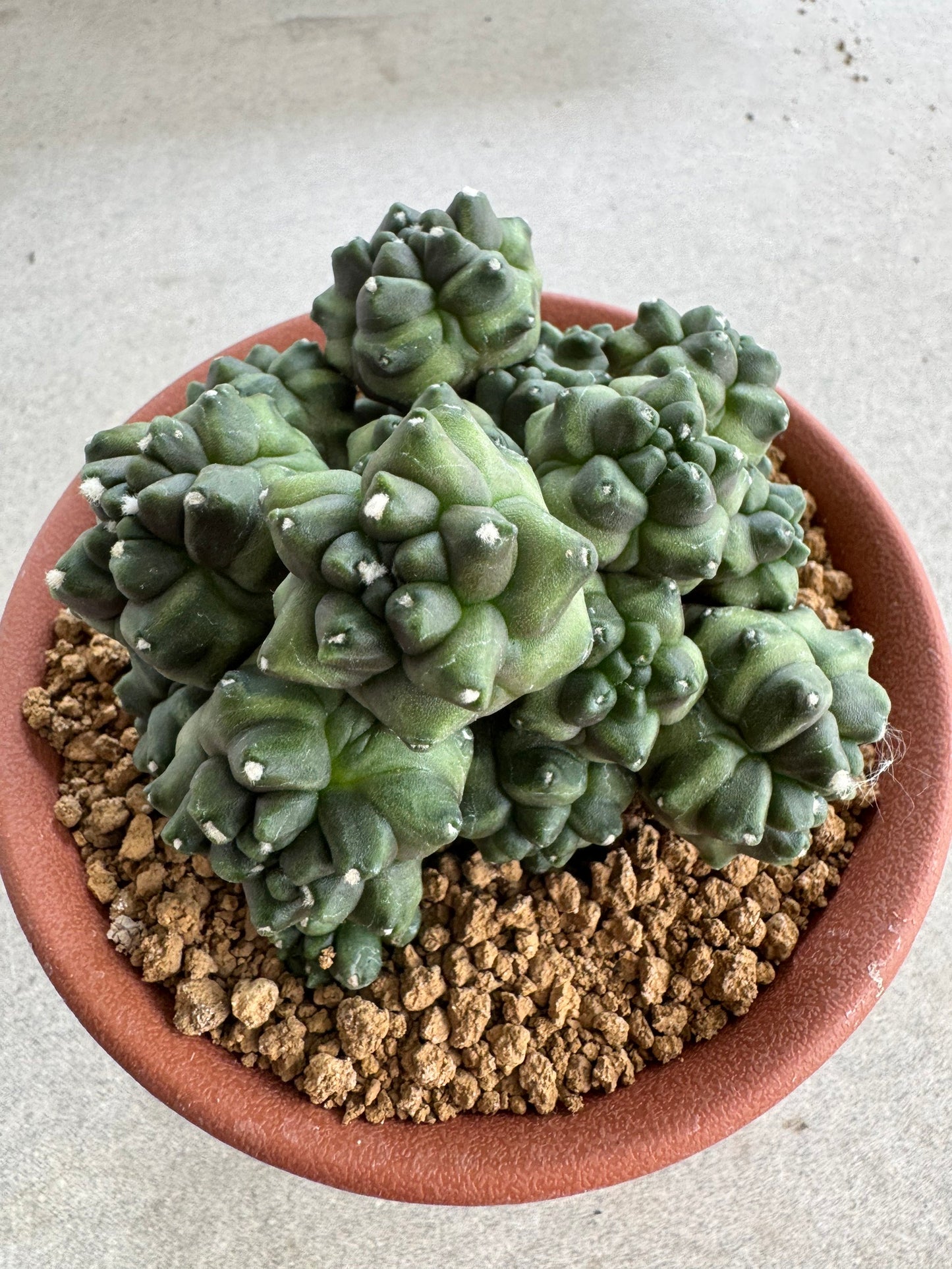 Gymnocalycium mihanovichii f. monstrose | Spineless & Seed-Grown Cactus (7-10cm)