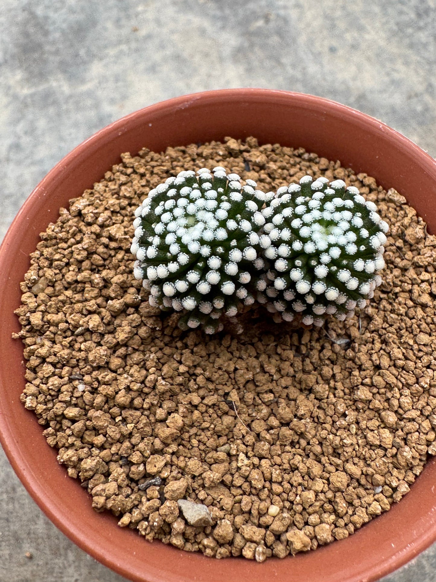 Mammillaria luethyi Double Head | Premium Seedling Cactus (3-4 cm)