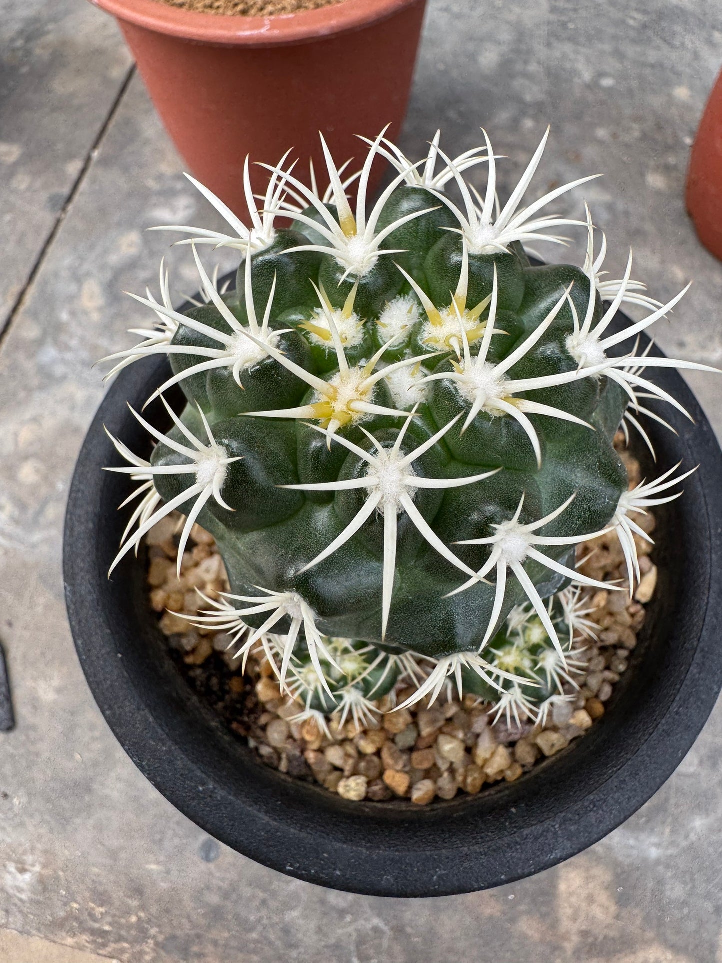 Discocactus zehntneri ssp. alagoinhensis (Rooted Cutting) – Size 6-7 cm