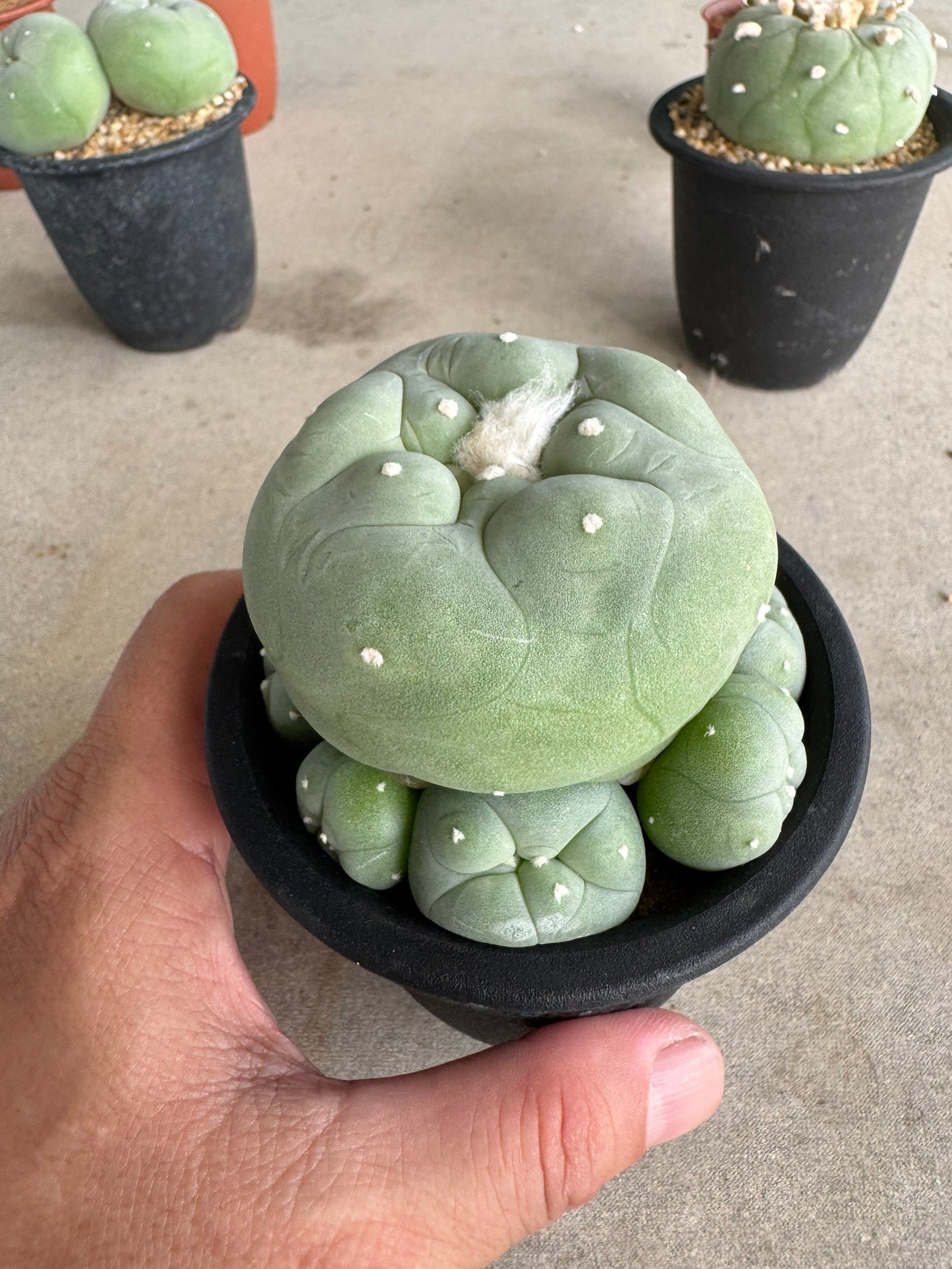 Rare Seed-Grown Lophophora diffusa | Premium Established Seedling (Own Roots) (Copy)