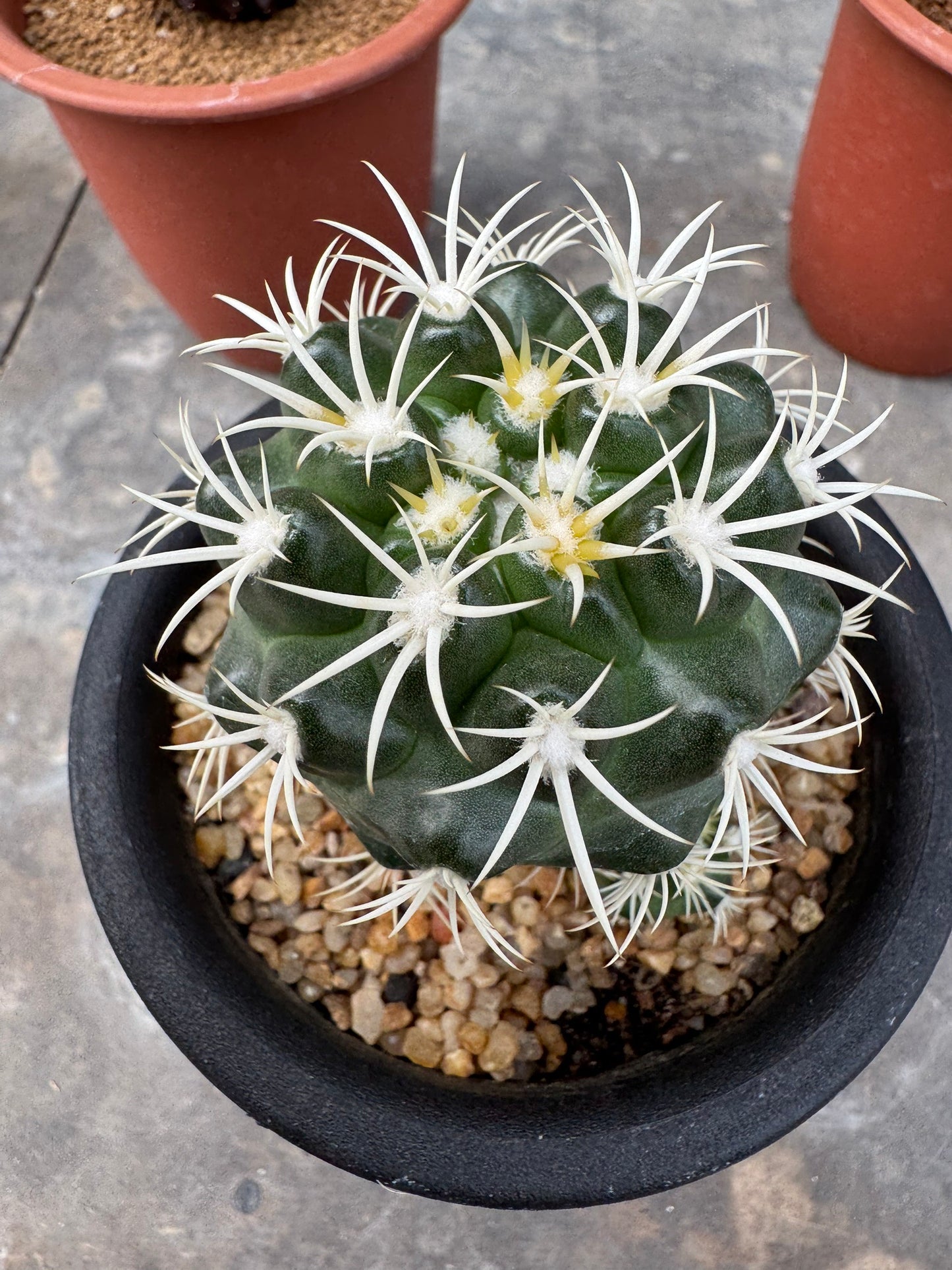 Discocactus zehntneri ssp. alagoinhensis (Rooted Cutting) – Size 6-7 cm