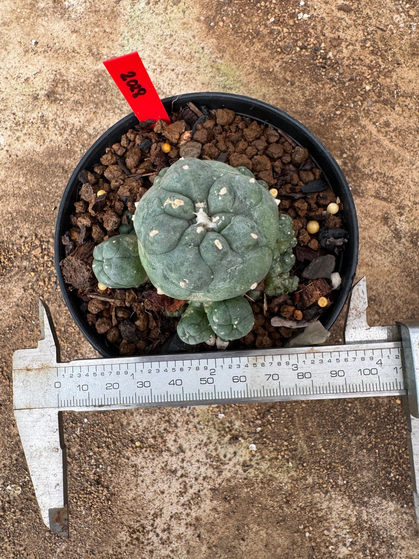 Lophophora williamsii – Peyote Cactus (6–7 cm, Own Root)