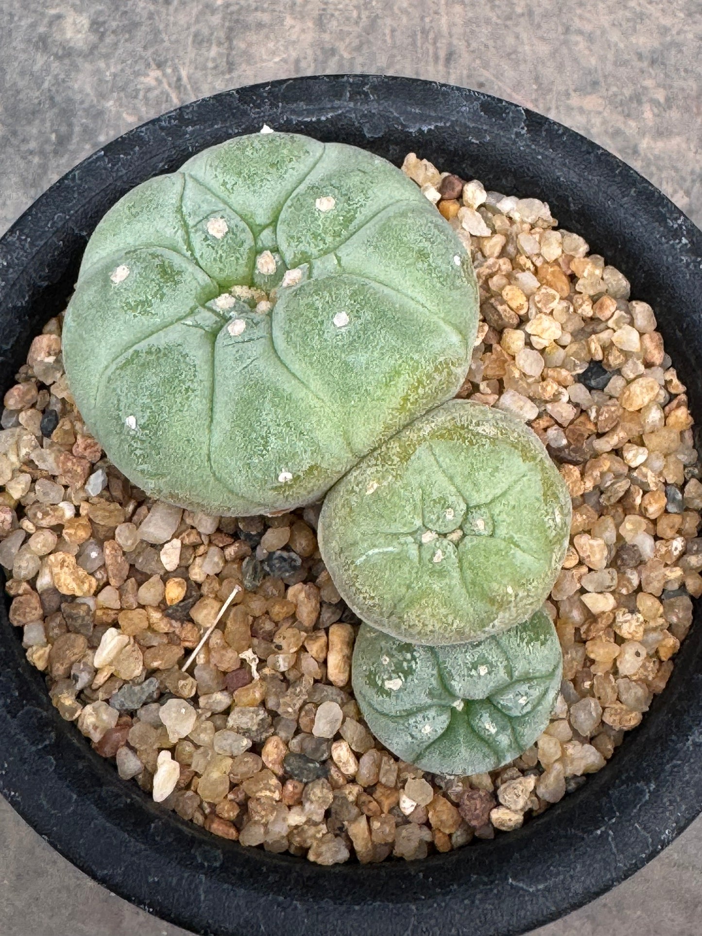 Lophophora williamsii – Peyote Cactus (Seed Grown, 3-3.5 cm, Own Root) 8 years old