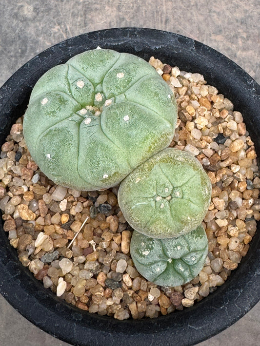Lophophora williamsii – Peyote Cactus (Seed Grown, 3-3.5 cm, Own Root) 8 years old