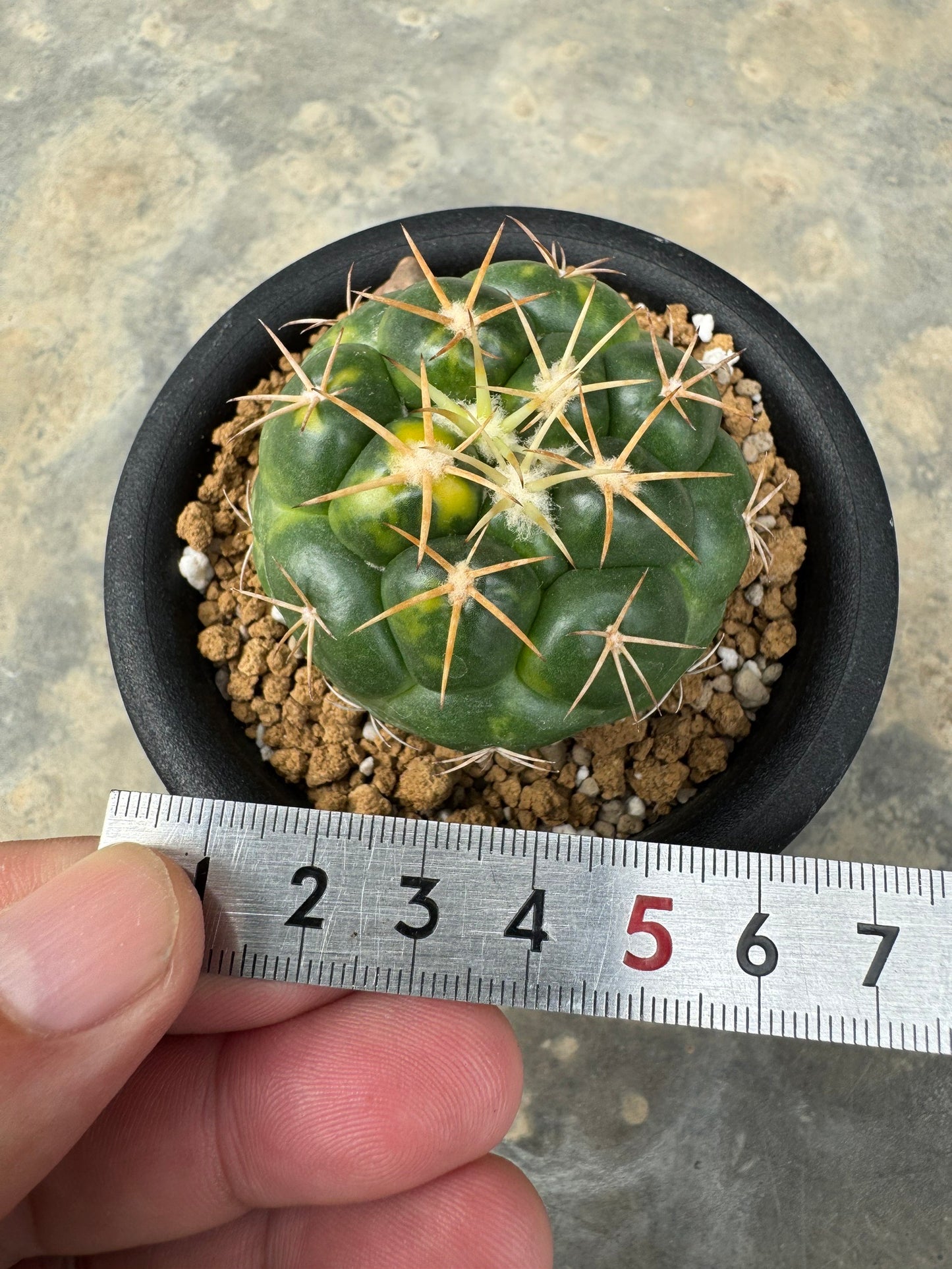 Coryphantha elephantidens | Well-Rooted Cactus Cutting (Large Tubercle Form)