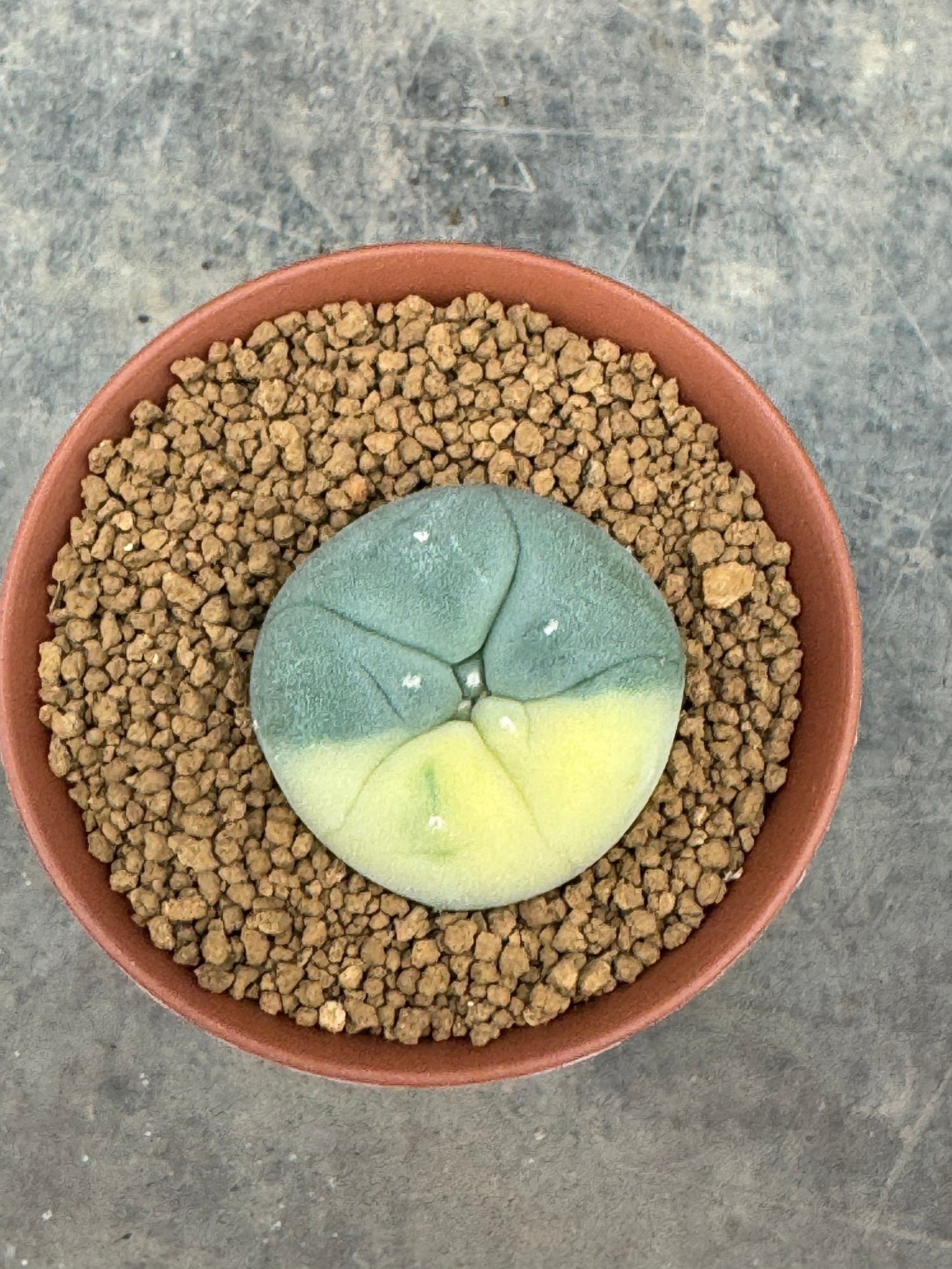 Lophophora williamsii variegate – Peyote Cactus (Seed Grown, 2-3 cm, Own Root) 10 years old