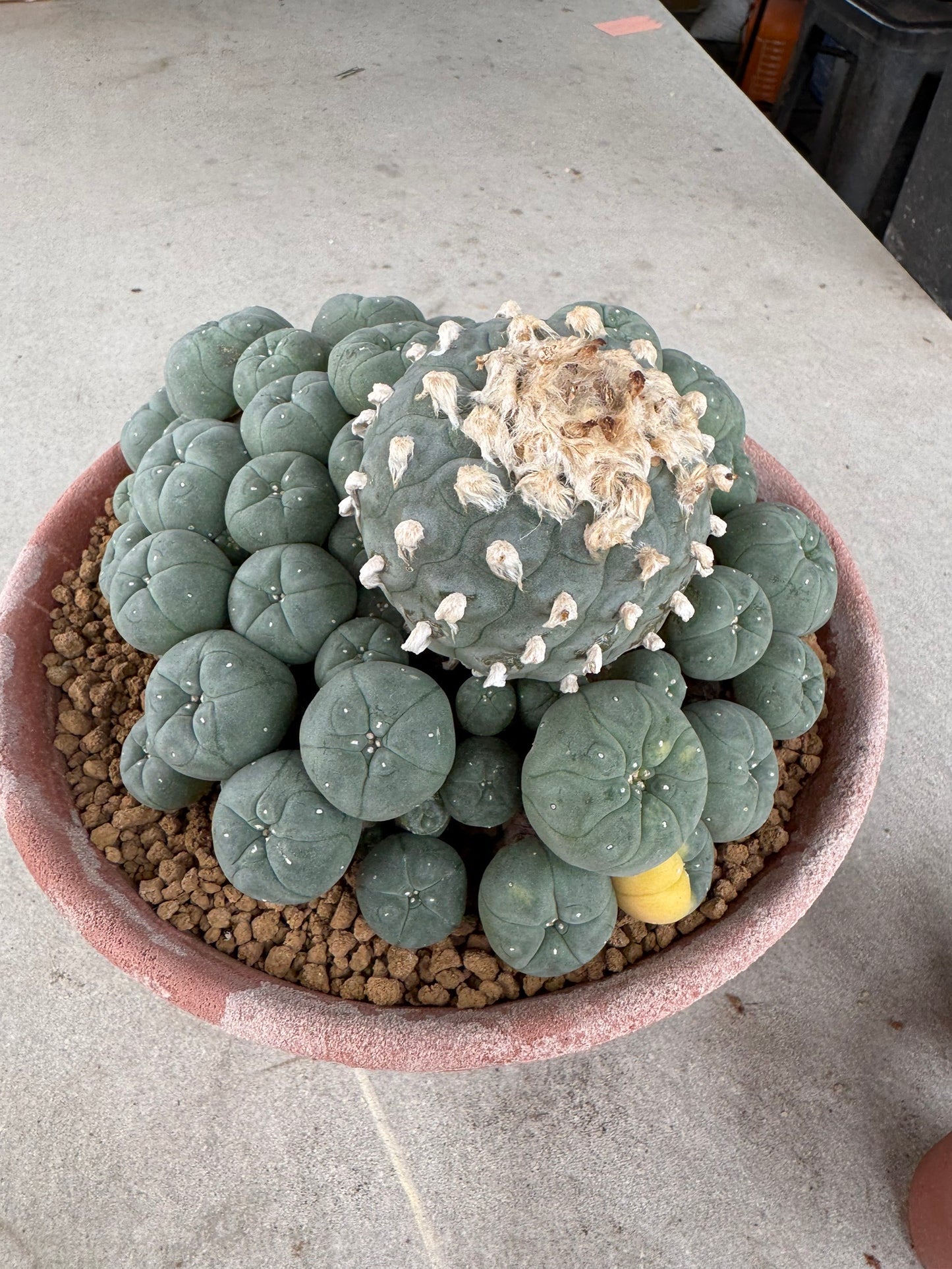 Lophophora williamsii variegated– Peyote Cactus (Seed Grown, 3-3.5 cm, Own Root) 30 years old
